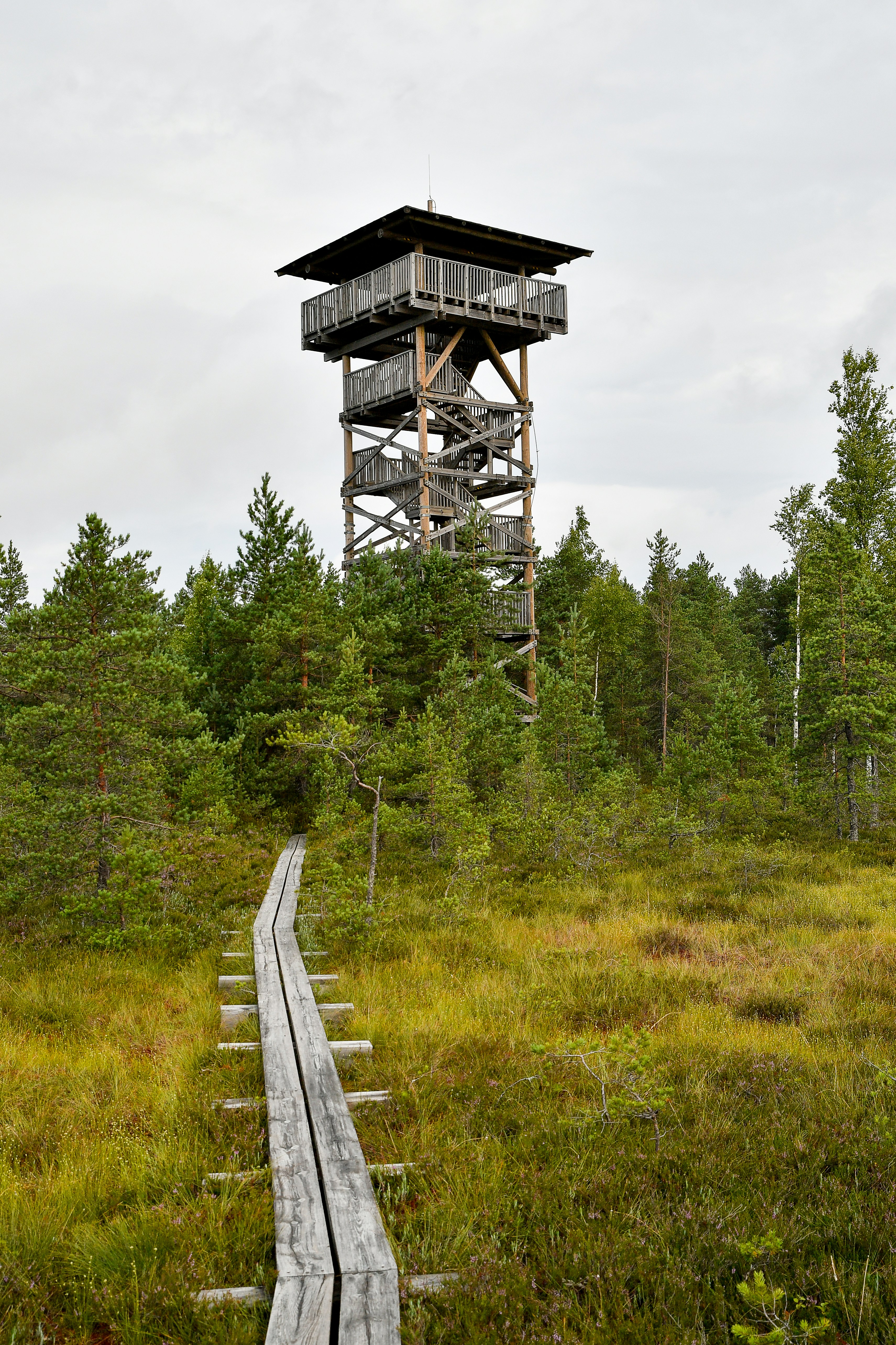 Torre de observación de madera y pasarela en un pantano verde
