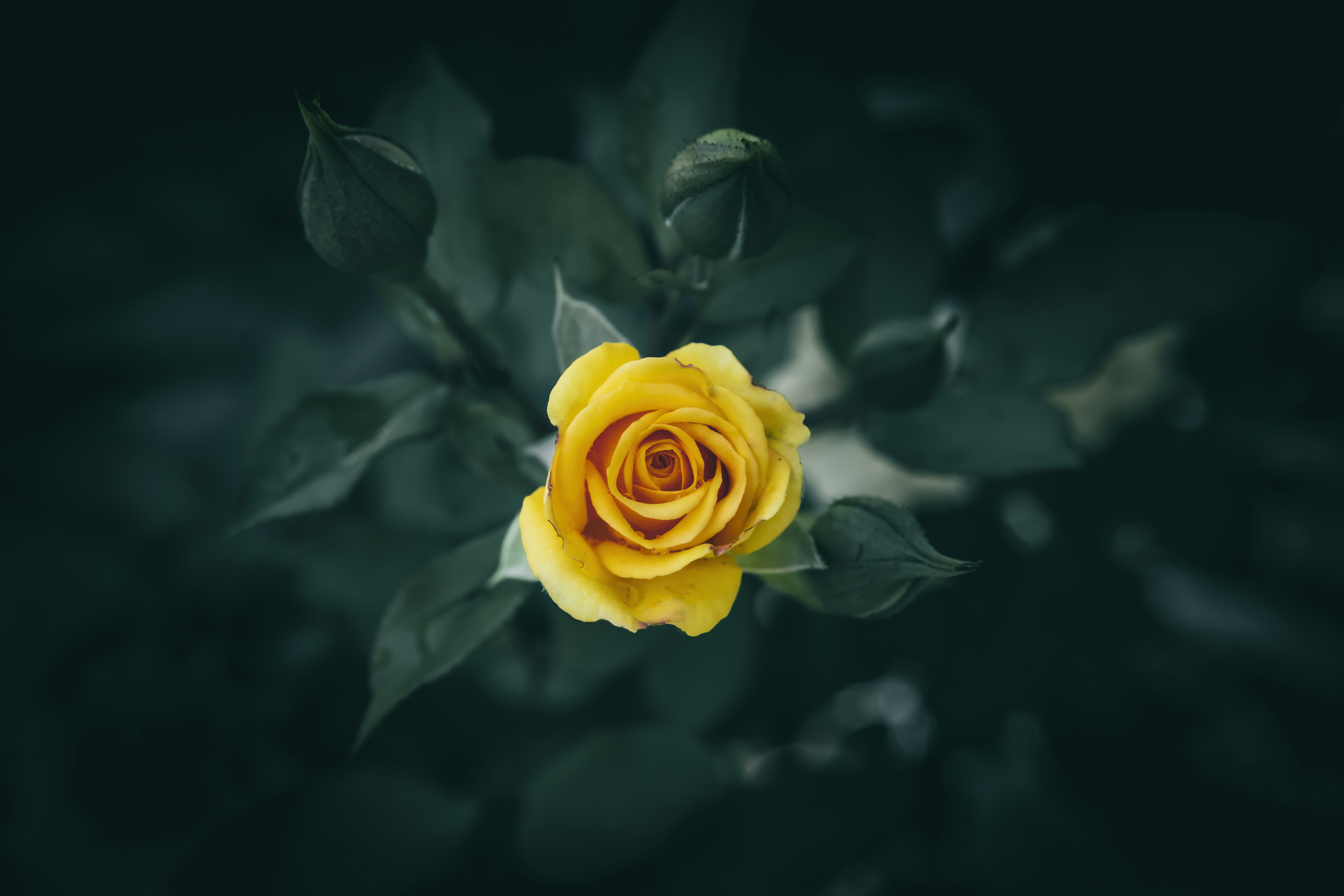 Une rose jaune éclatante fleurissant parmi les feuilles vert foncé.