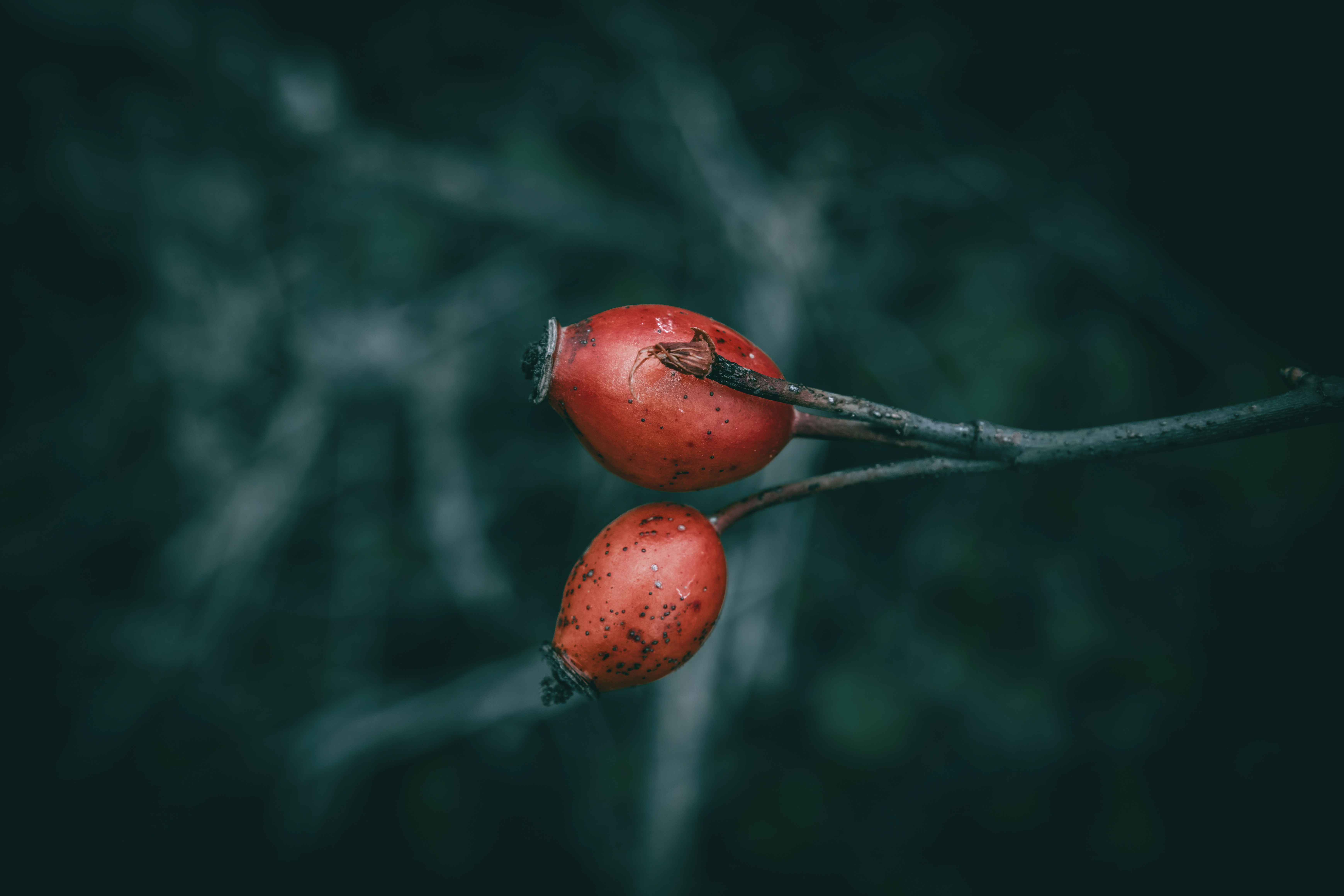 Deux baies rouges sur une branche, fond sombre.