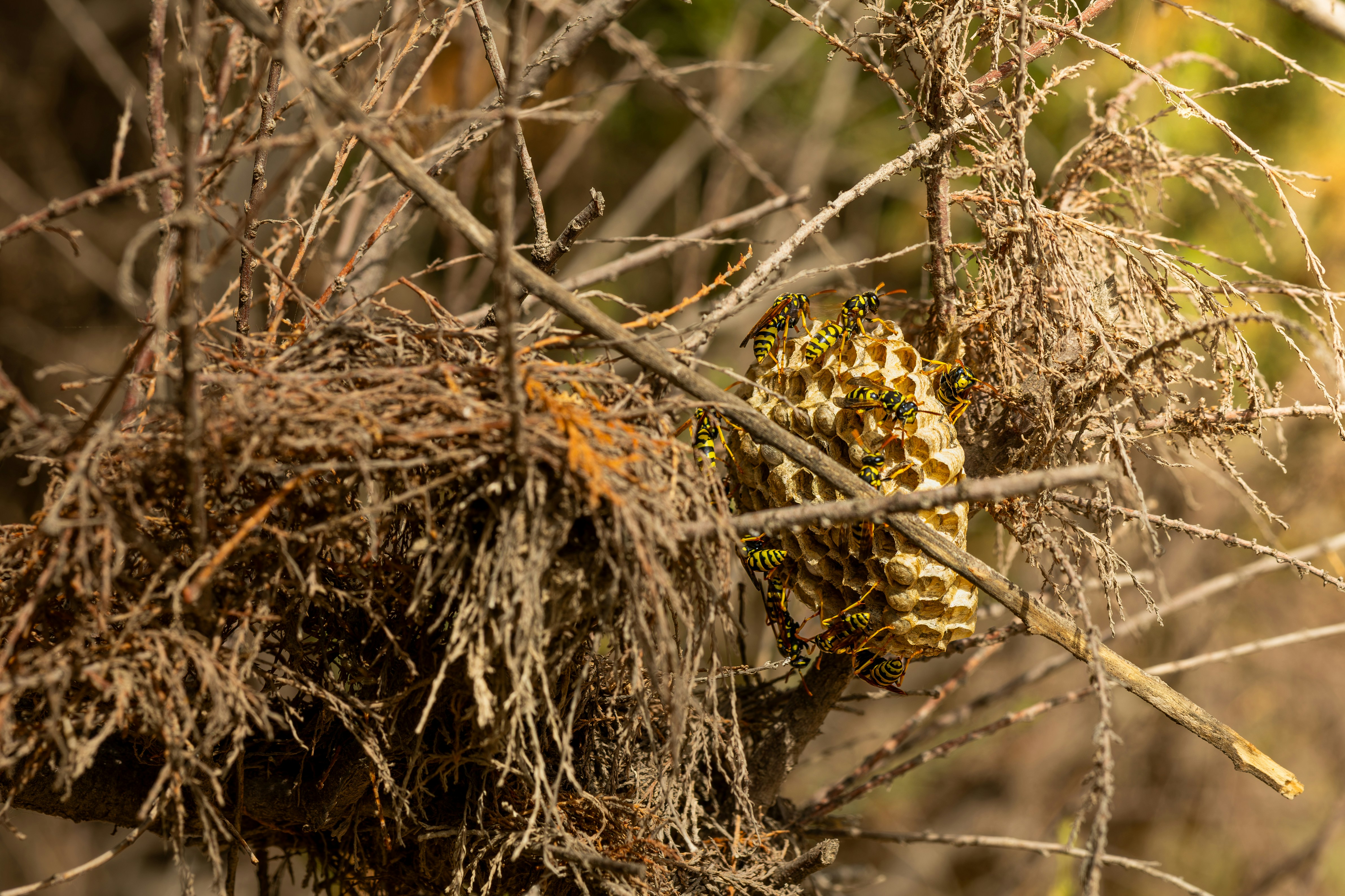Búho perfectamente camuflado en un nido de ramitas secas