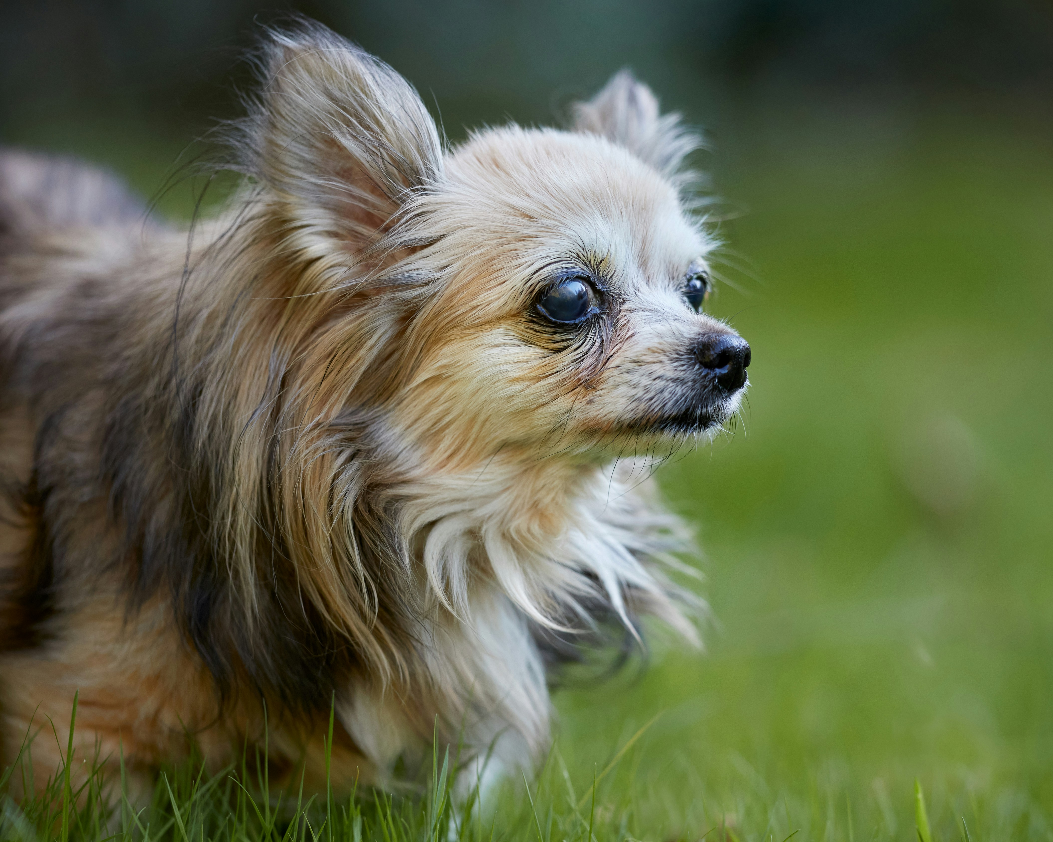 Brown and tan chihuahua dog on green grass.