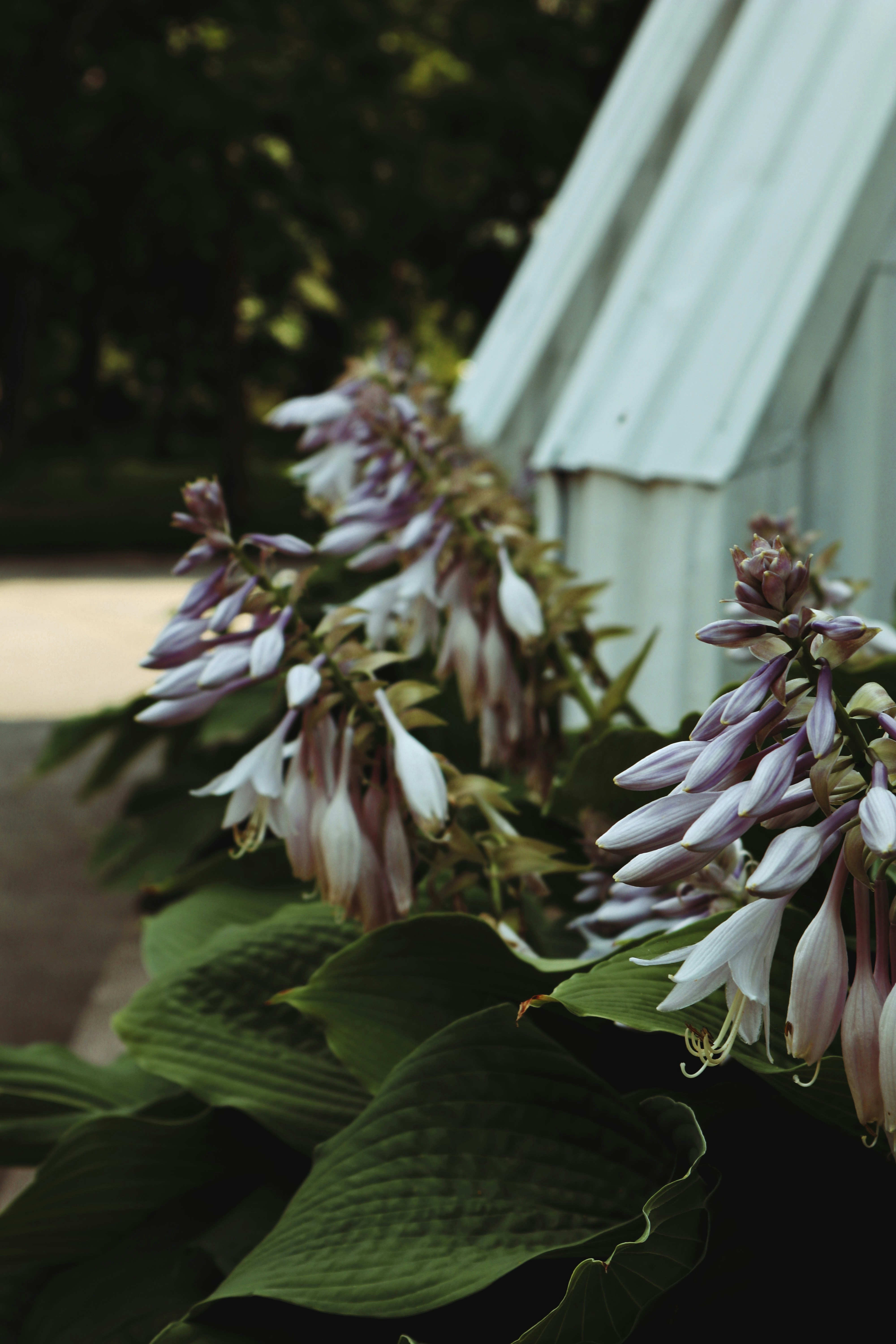 Lavender hosta flowers blooming in summer