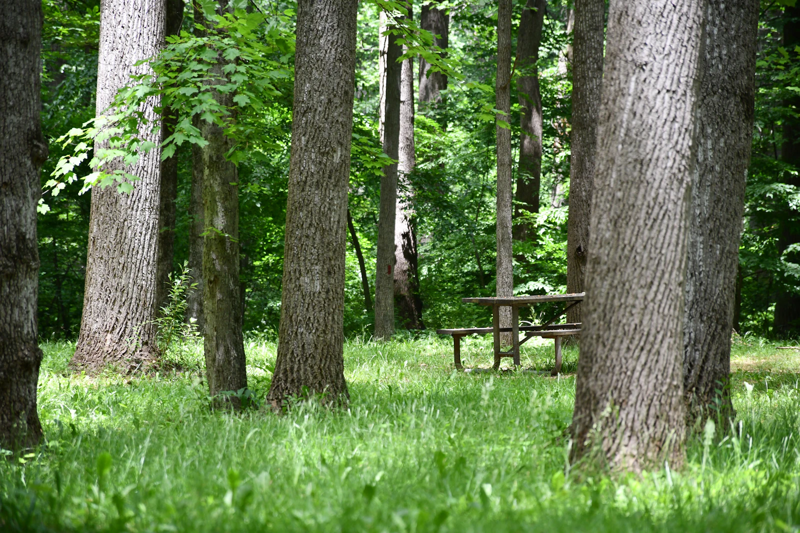 Wide tree trunks and a full green canopy over a grassy campsite, with a picnic table set back in the shade