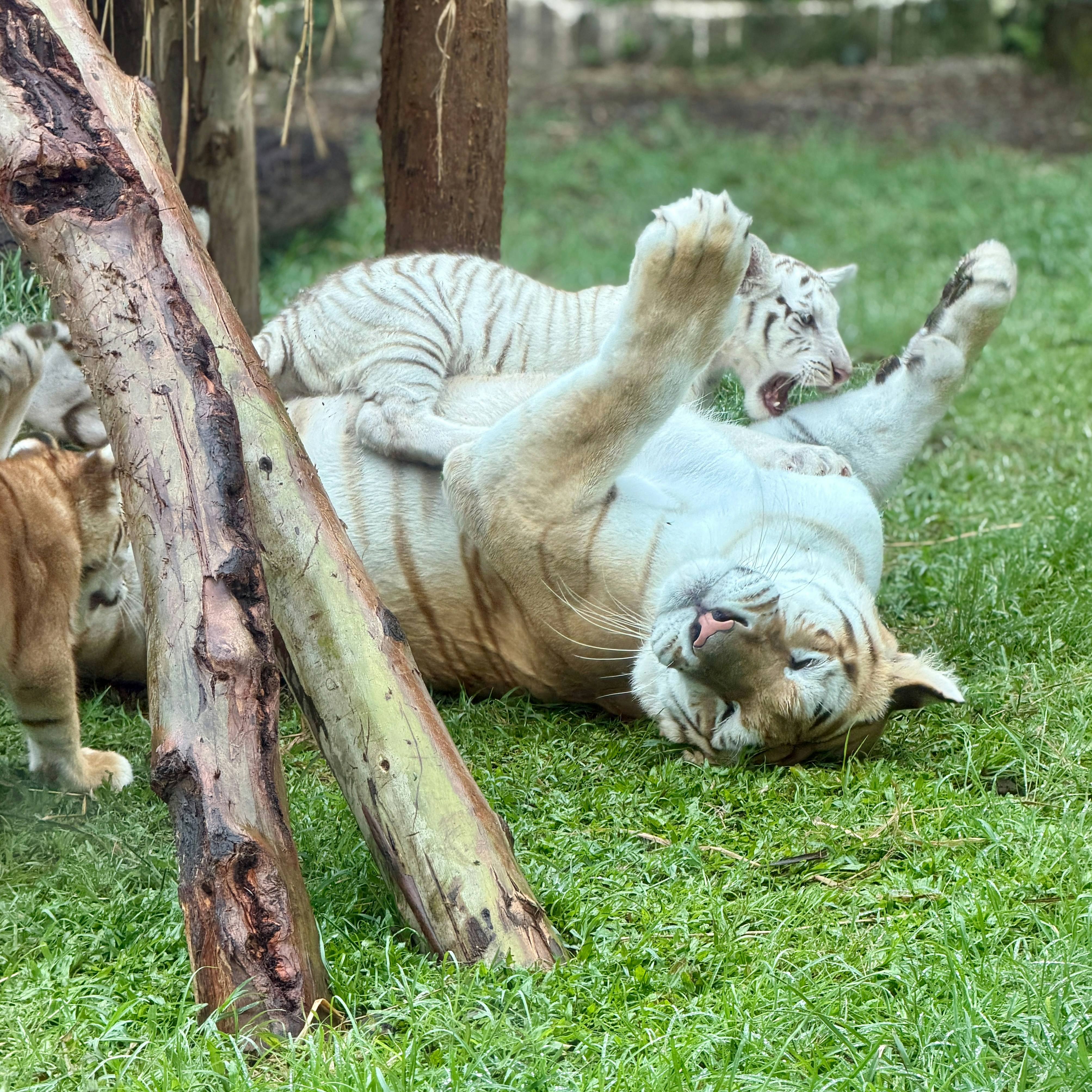 Sultan Rantung (@dollarsushi) | Unsplash 사진 커뮤니티