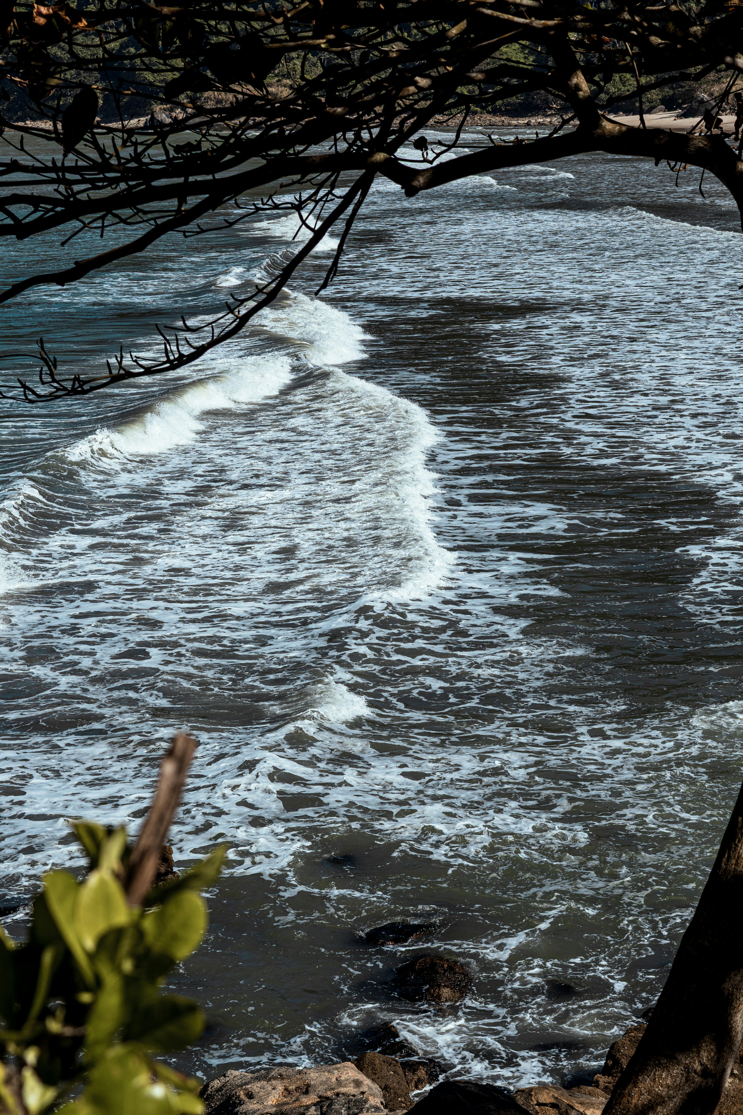 Dark ocean waves breaking, framed by tree branches.