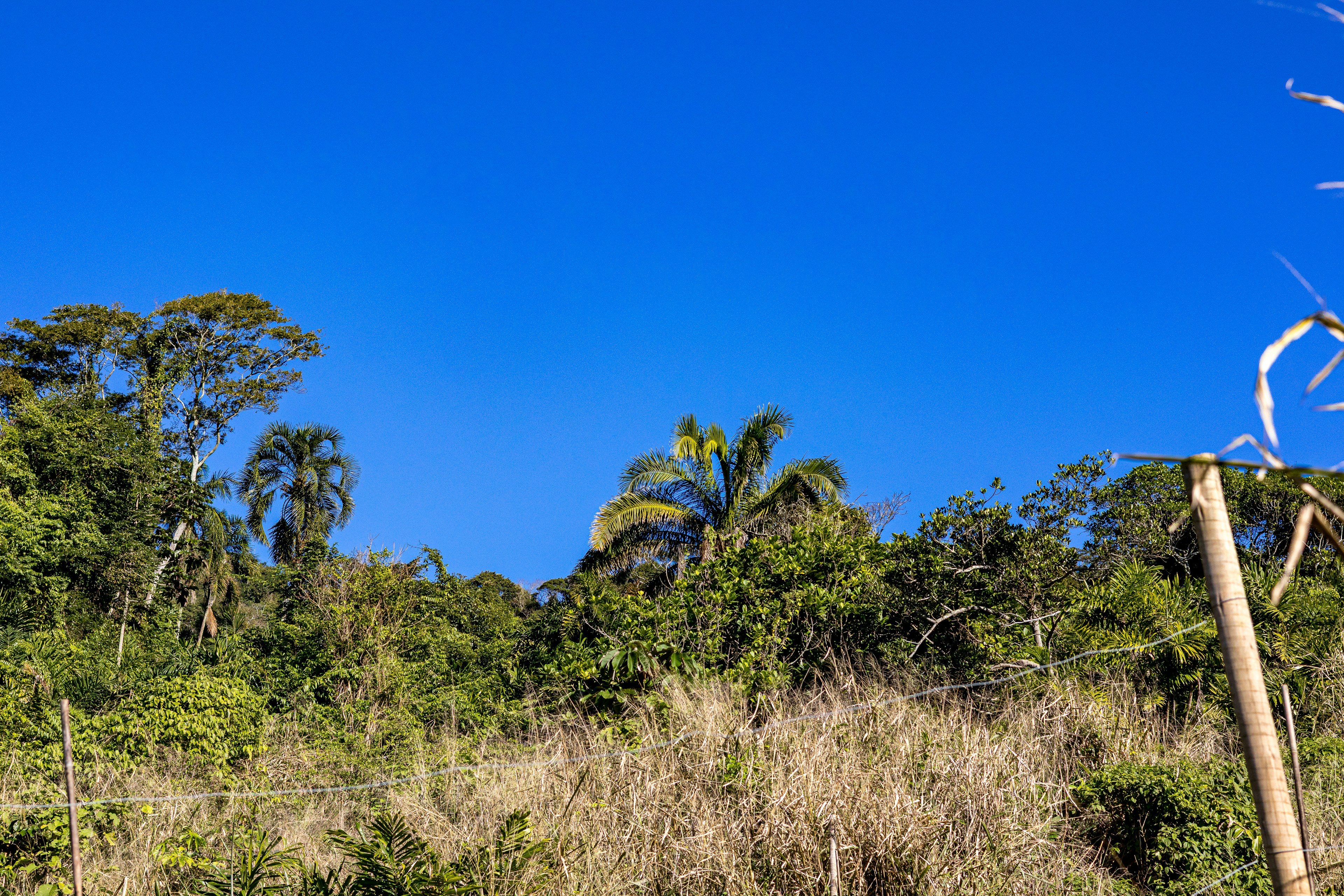 Tropical hillside with palm trees against a vibrant blue sky.