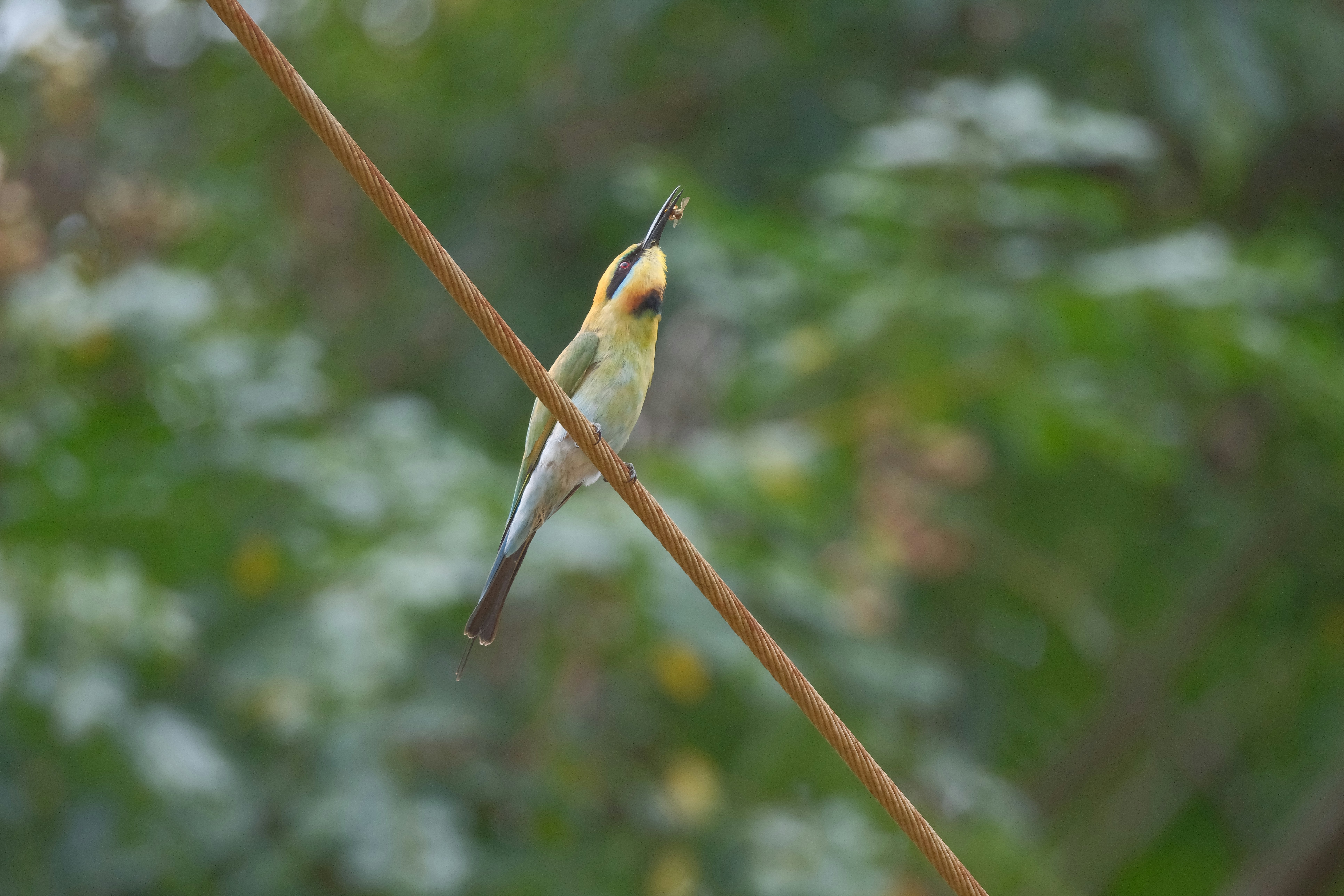 A bee-eater bird looking skyward from a branch.
