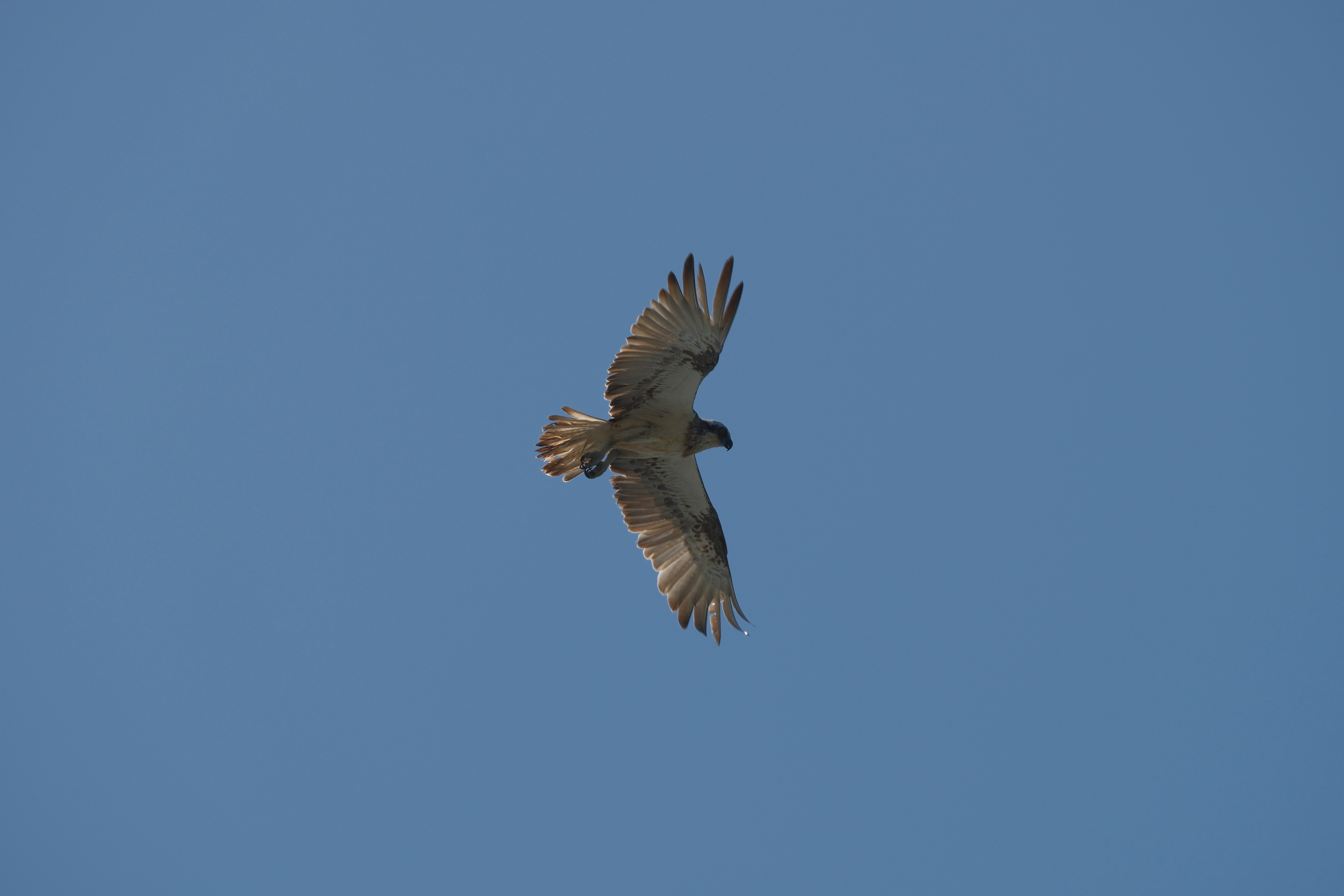A hawk soaring gracefully in a clear blue sky.