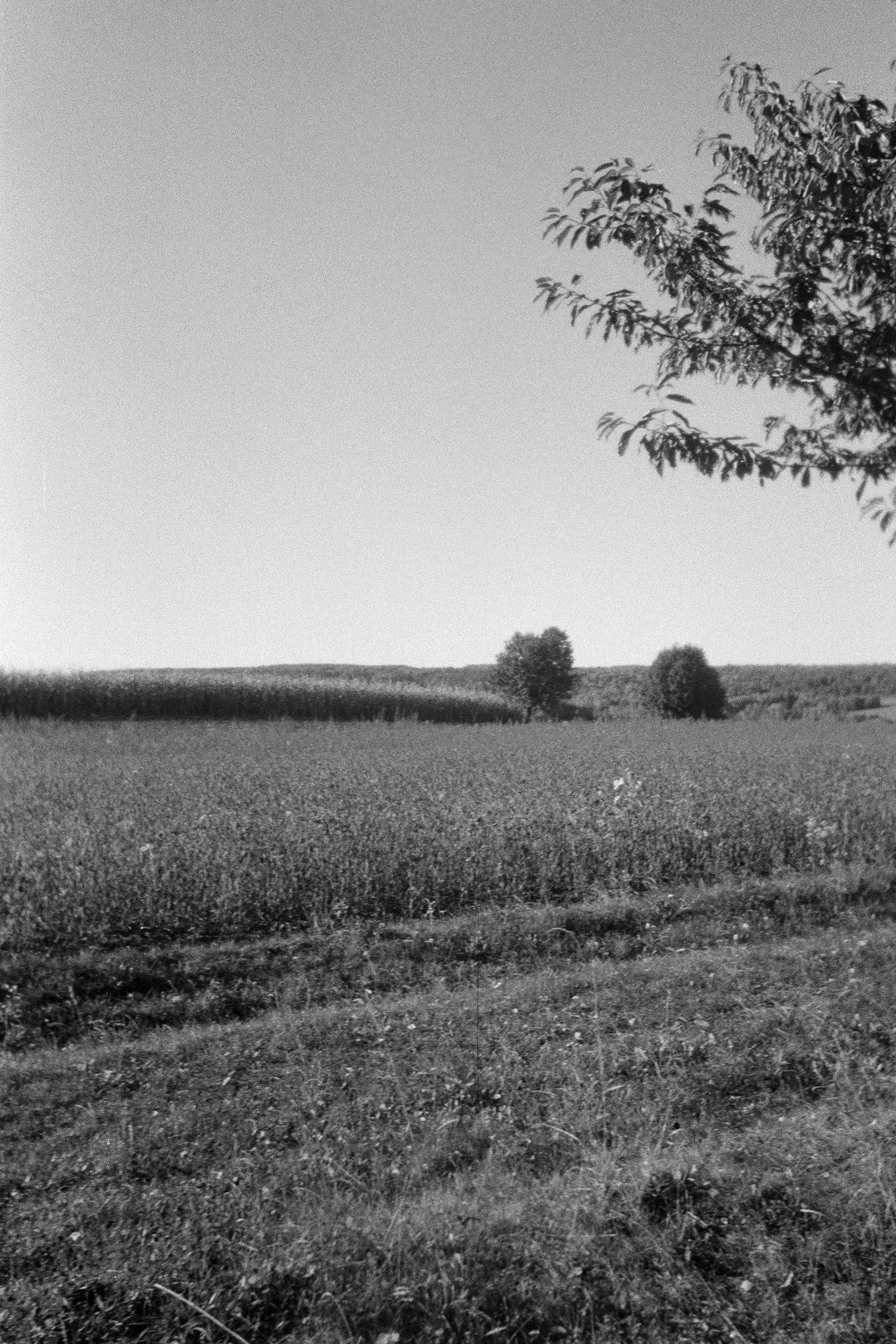Grassy field leading to distant crops under a clear sky