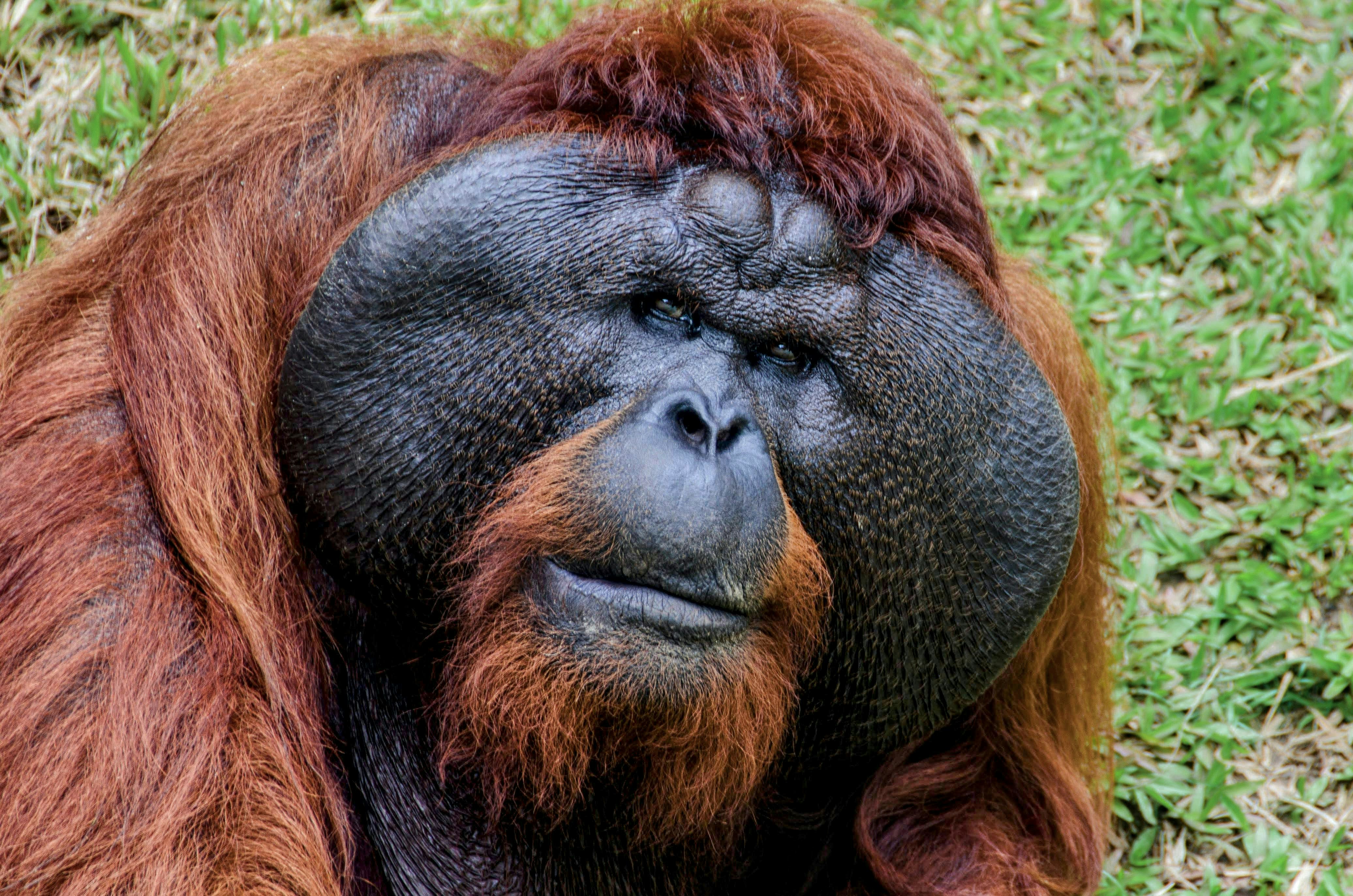 A male orangutan with large cheek pads and reddish fur.