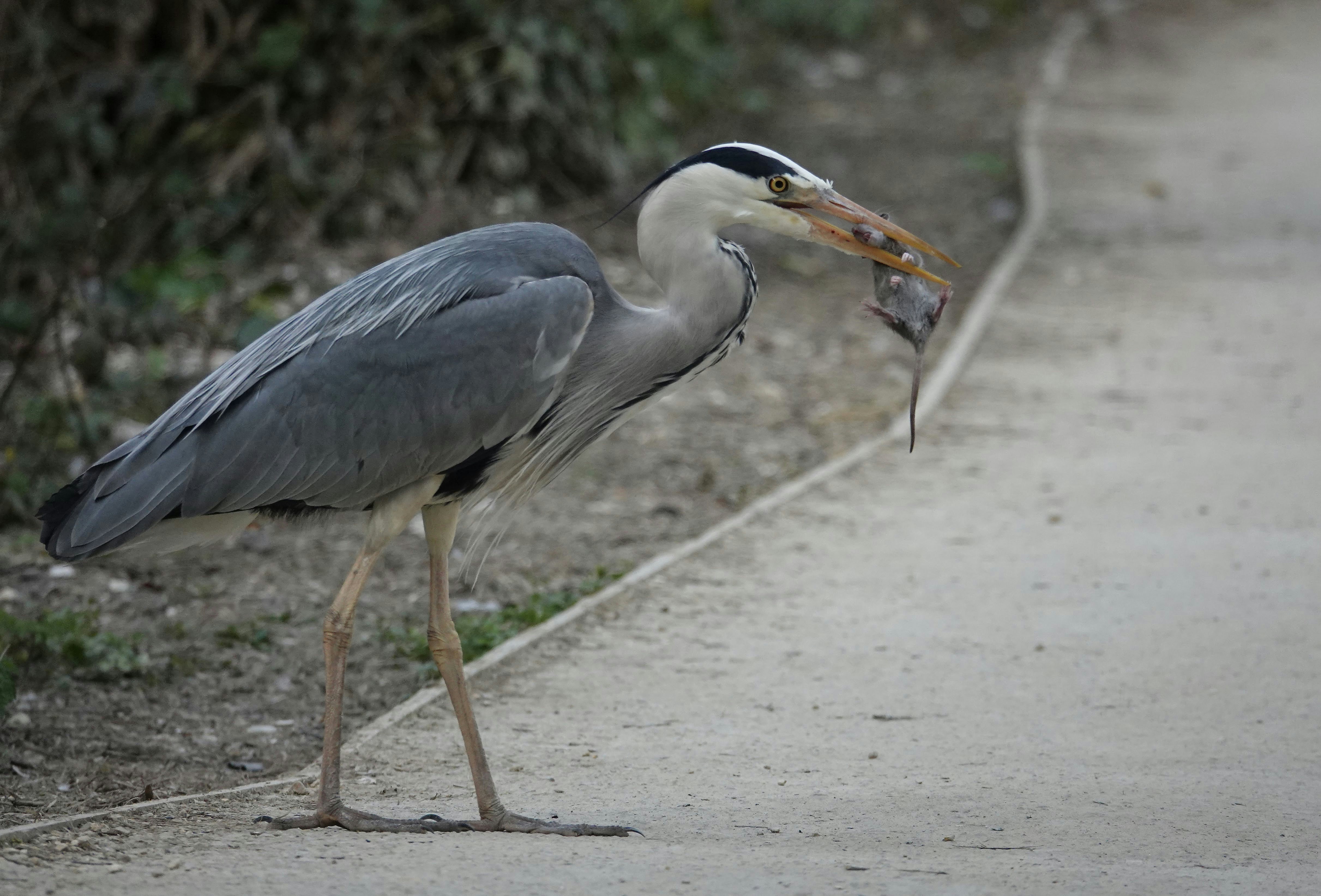 Grey heron holding a small animal on a paved path