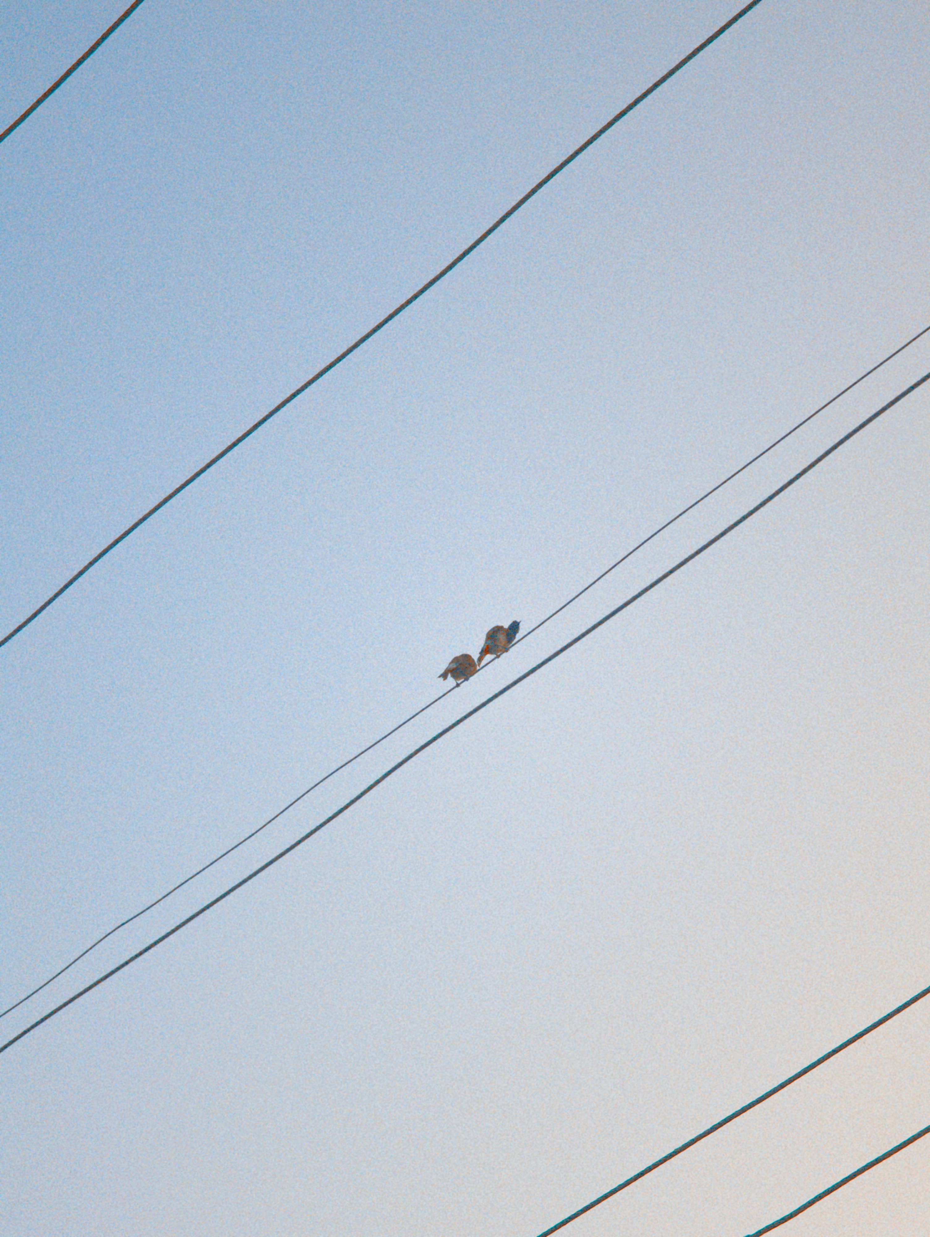 Two birds on power line