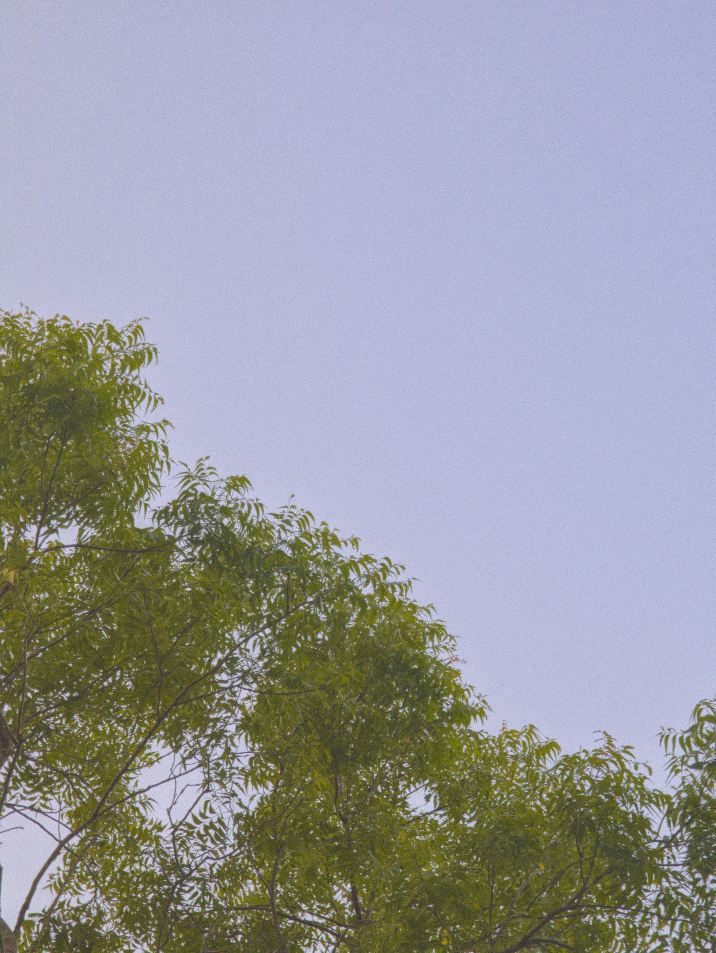 Pastel trees in purple sky