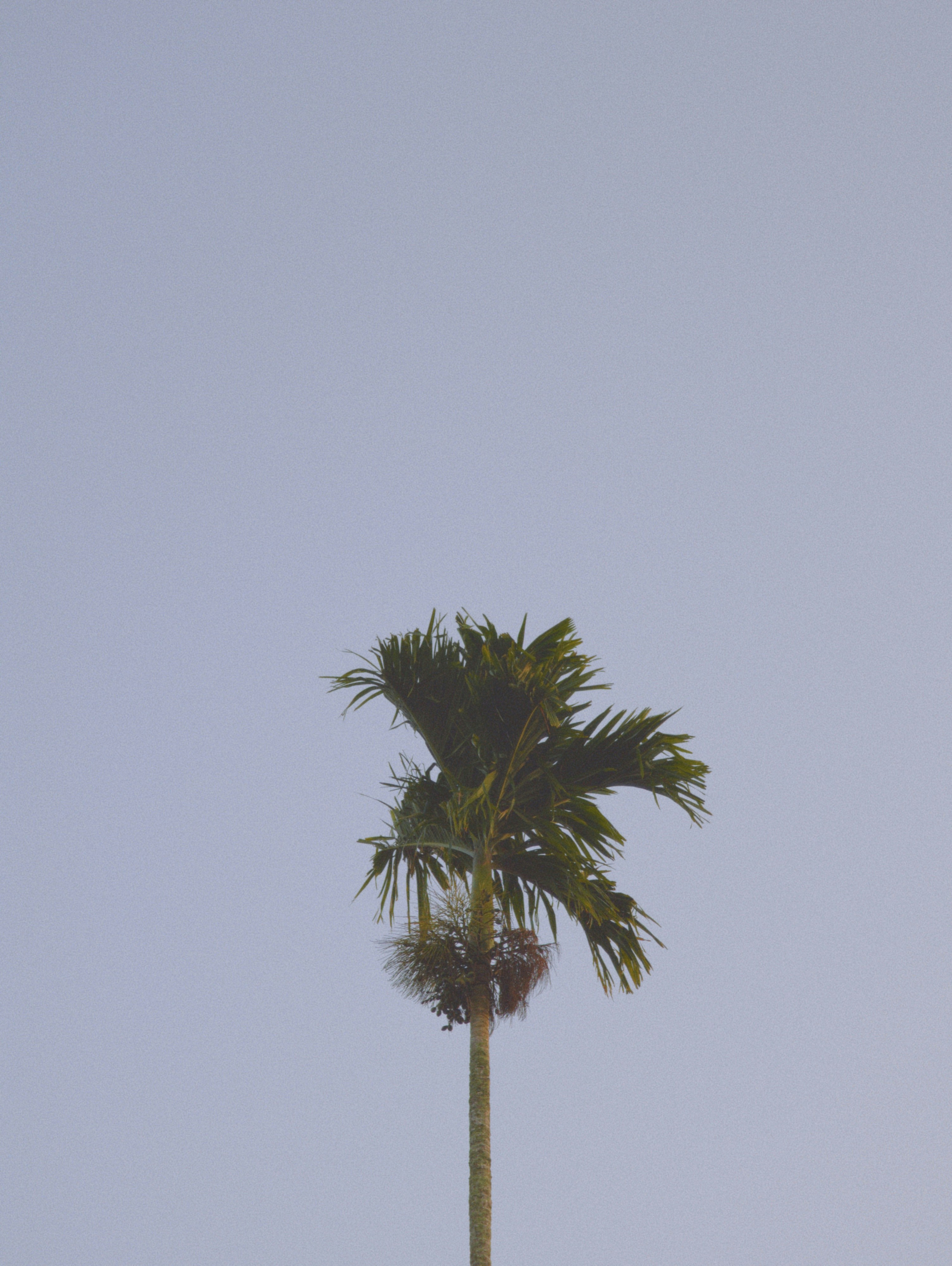 Palm tree in dawn sky