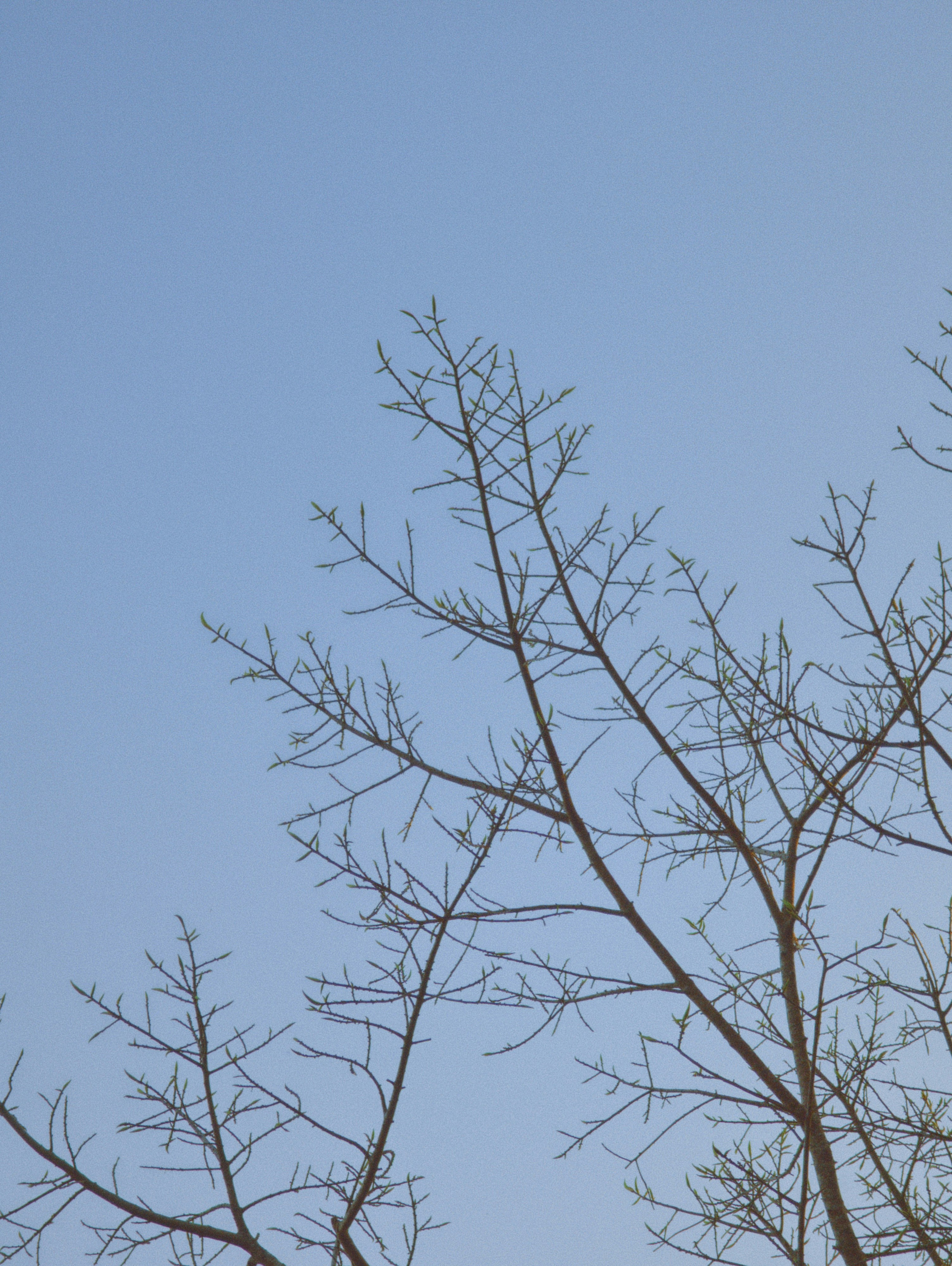 A dried up tree branch in sky
