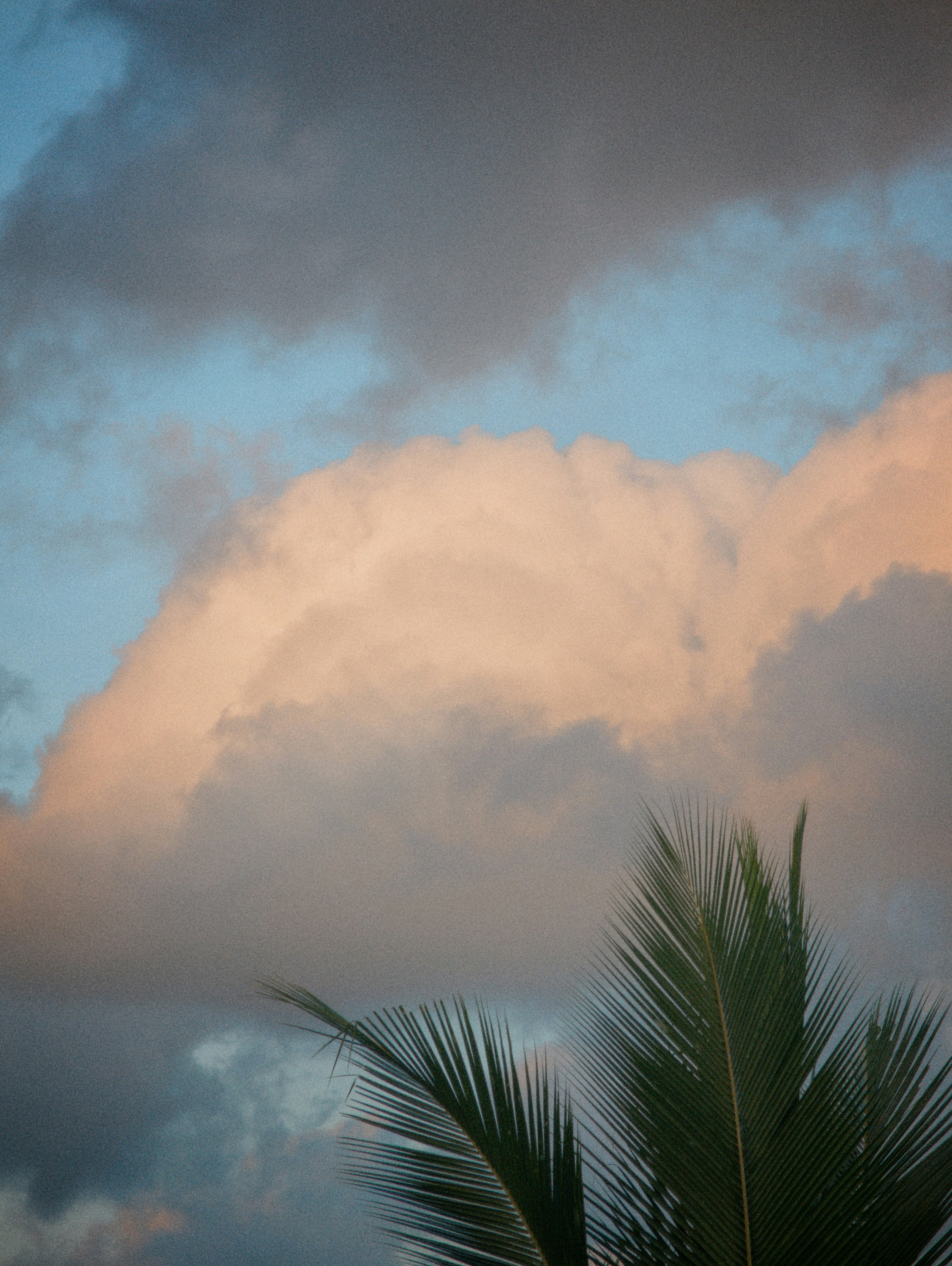 Golden clouds in blue sky and coconut leaves