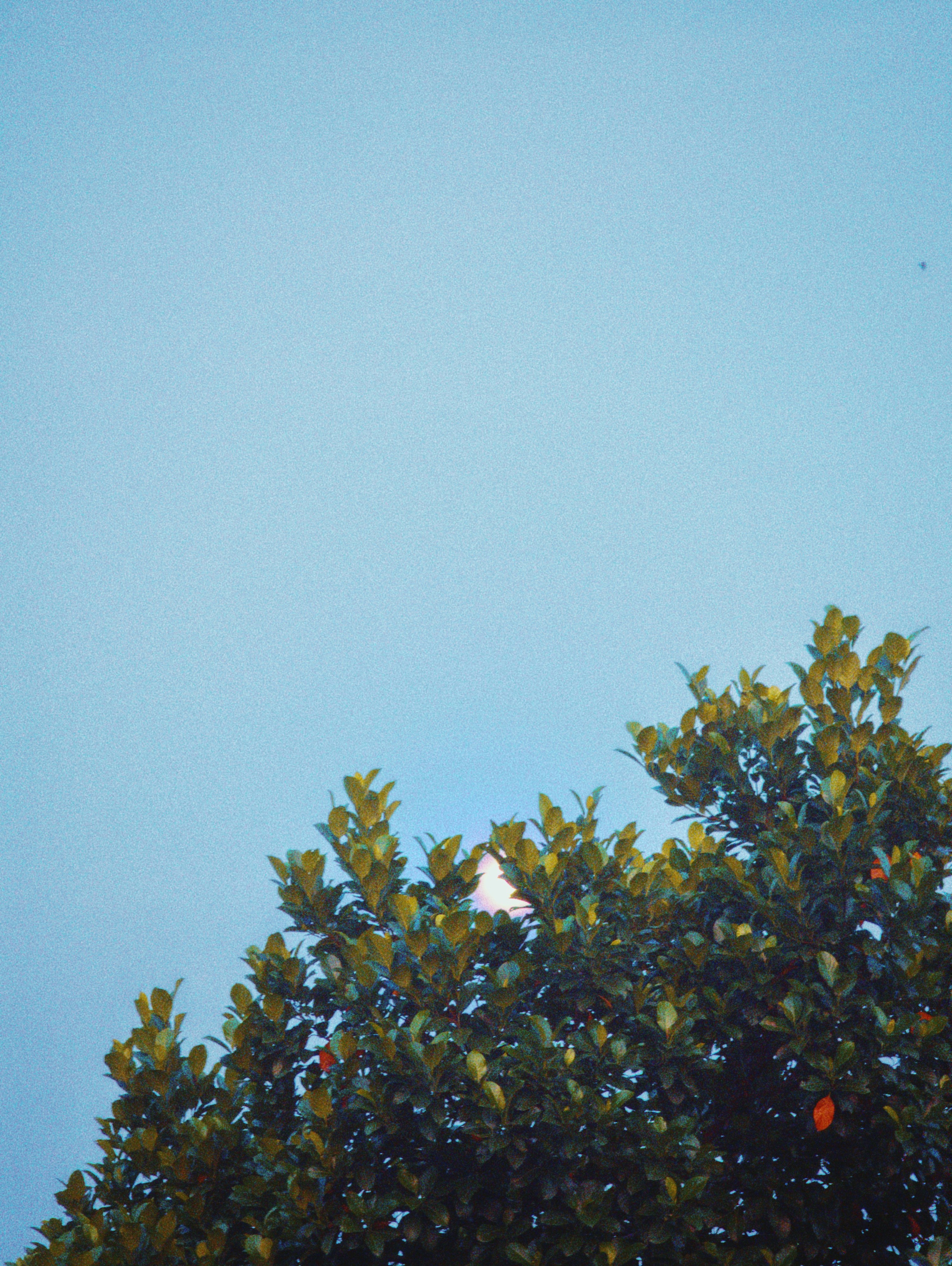 Day moon shining through a tree