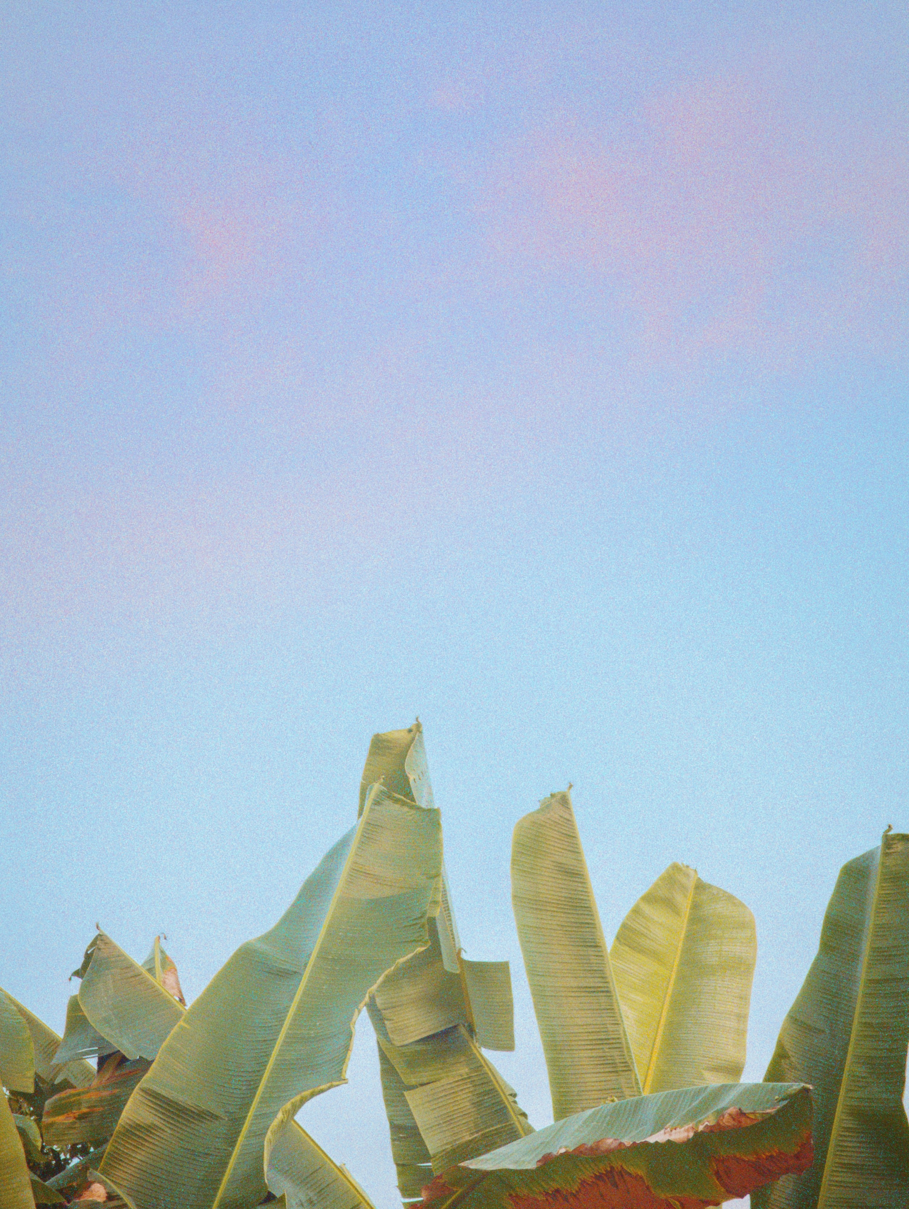 Banana leaves and sky in pastel colors