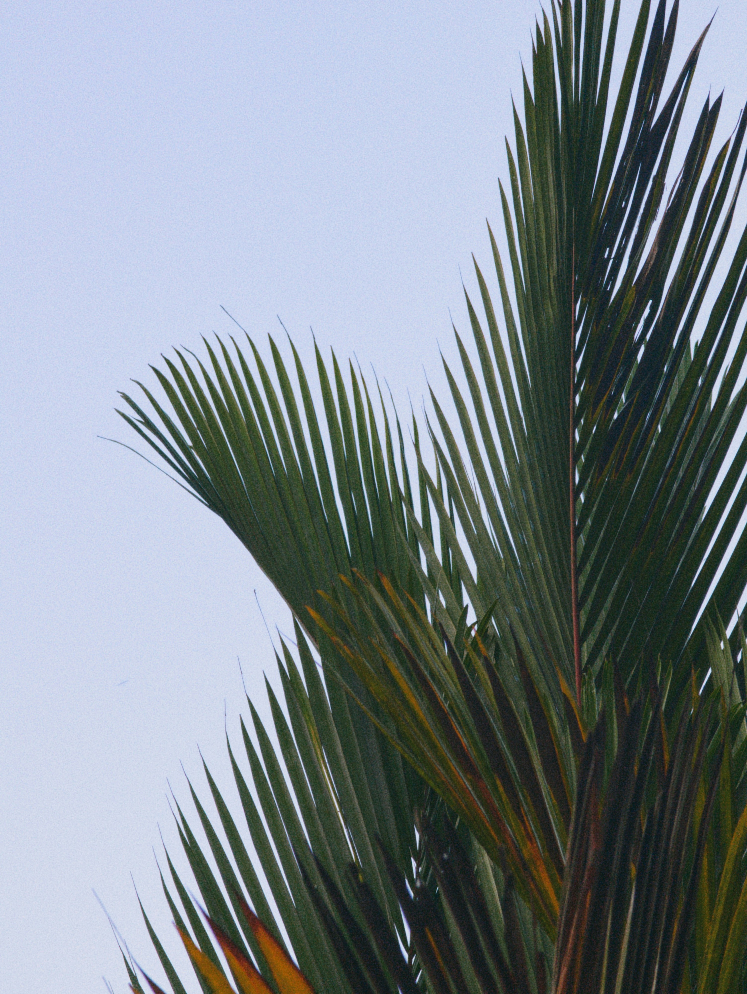 Palm trees and sky