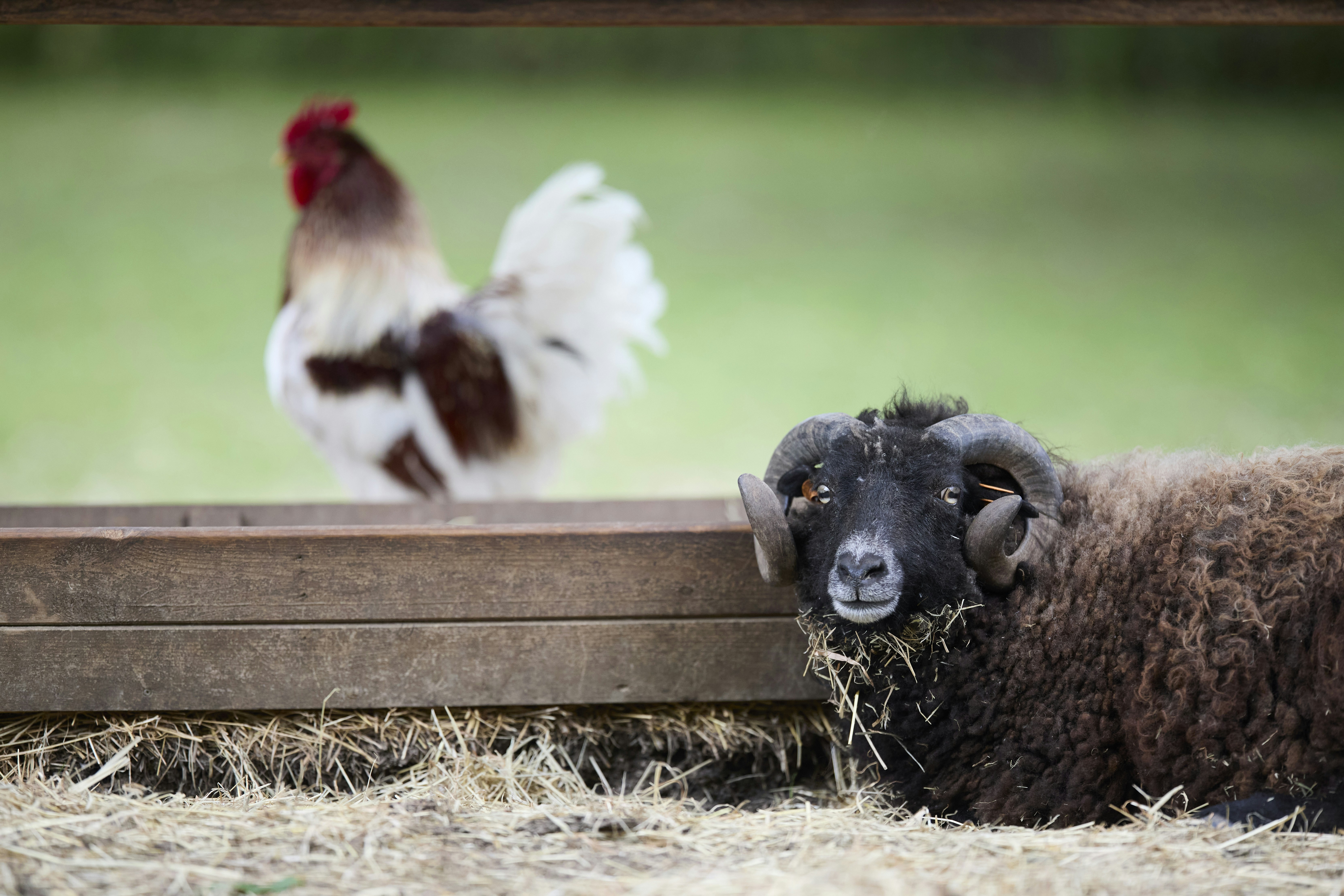 A black horned ouessant ram rests in a farm enclosure, munching on hay, with a colorful rooster blurred in the background, capturing a peaceful rural scene.