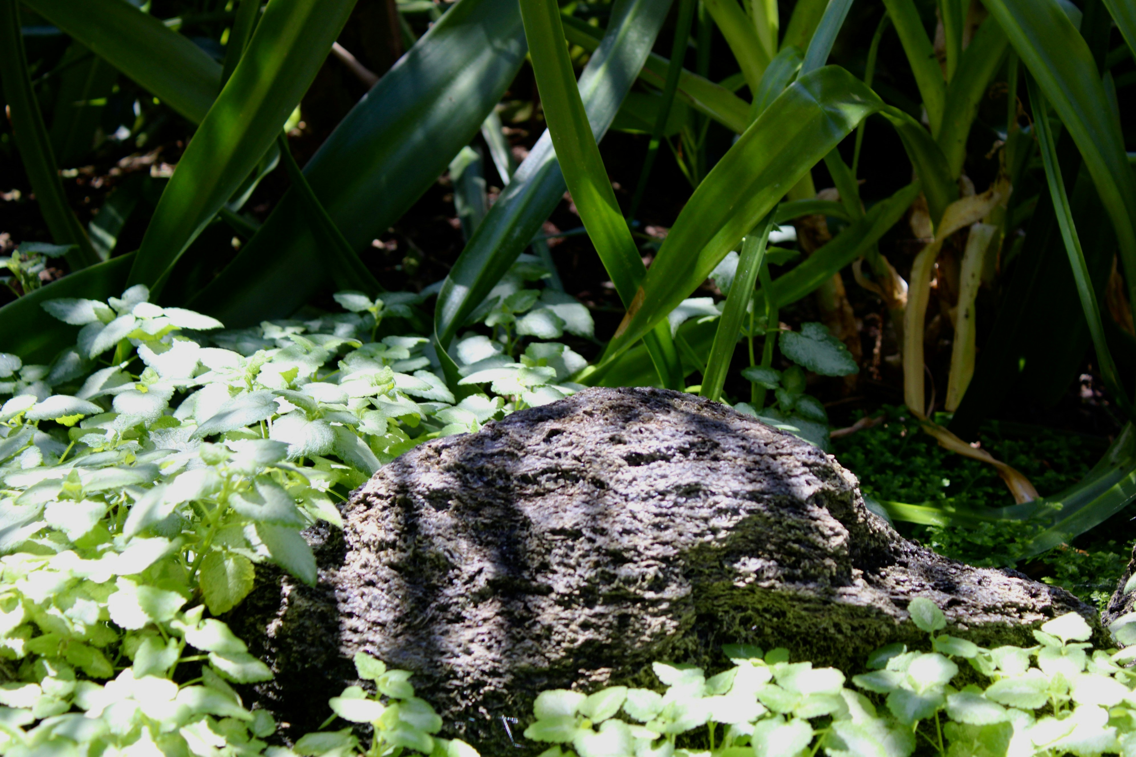 Rocha aninhada entre plantas verdes com luz do sol salpicada.