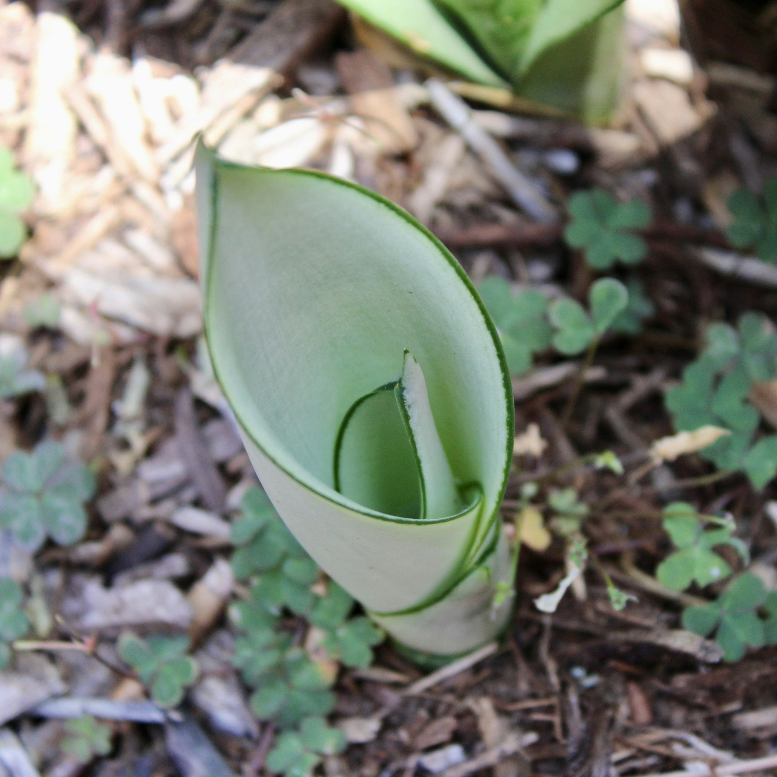 Um broto de planta verde-claro surgindo do chão.