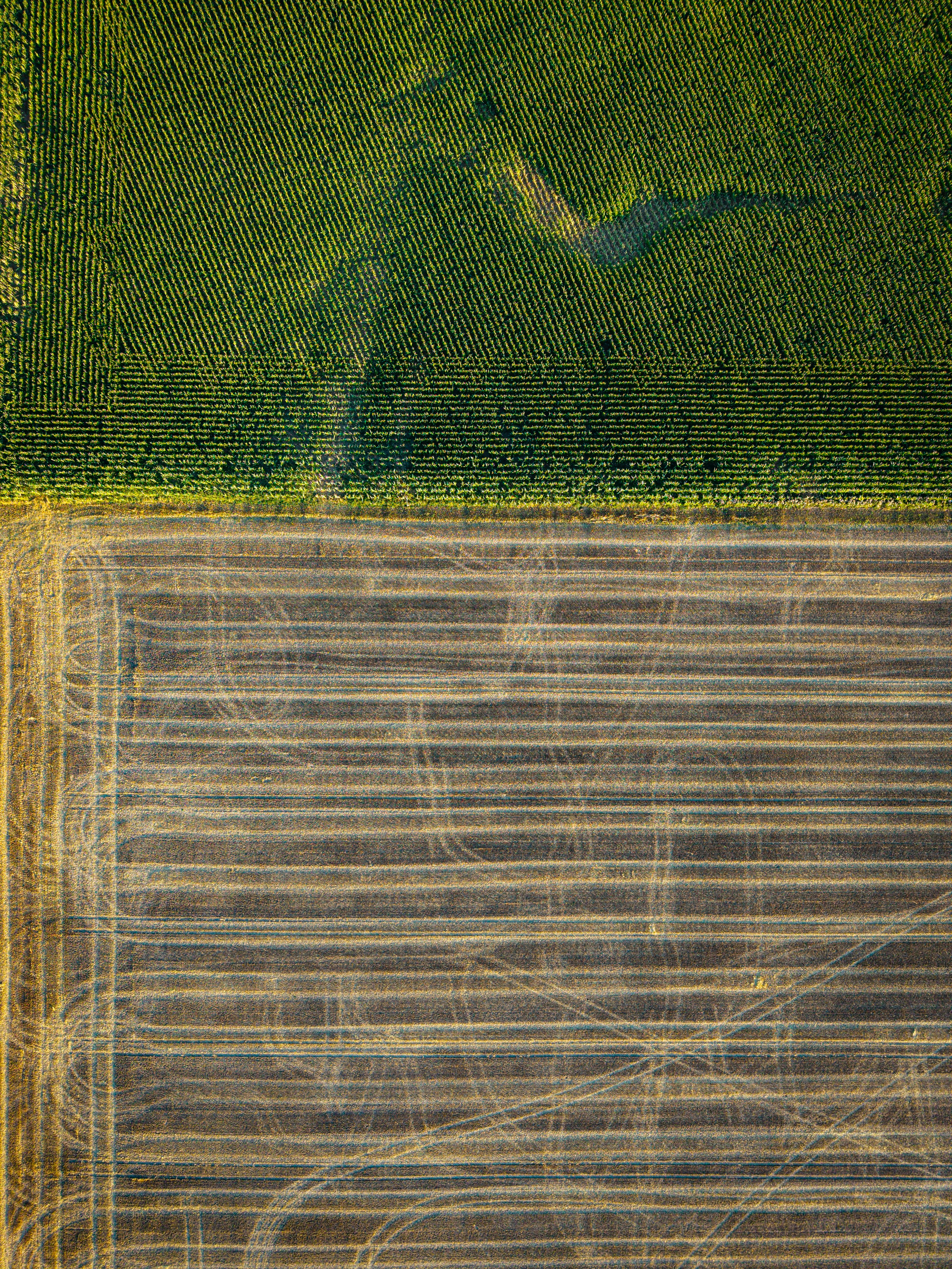 Green agricultural field borders a textured, harvested land.