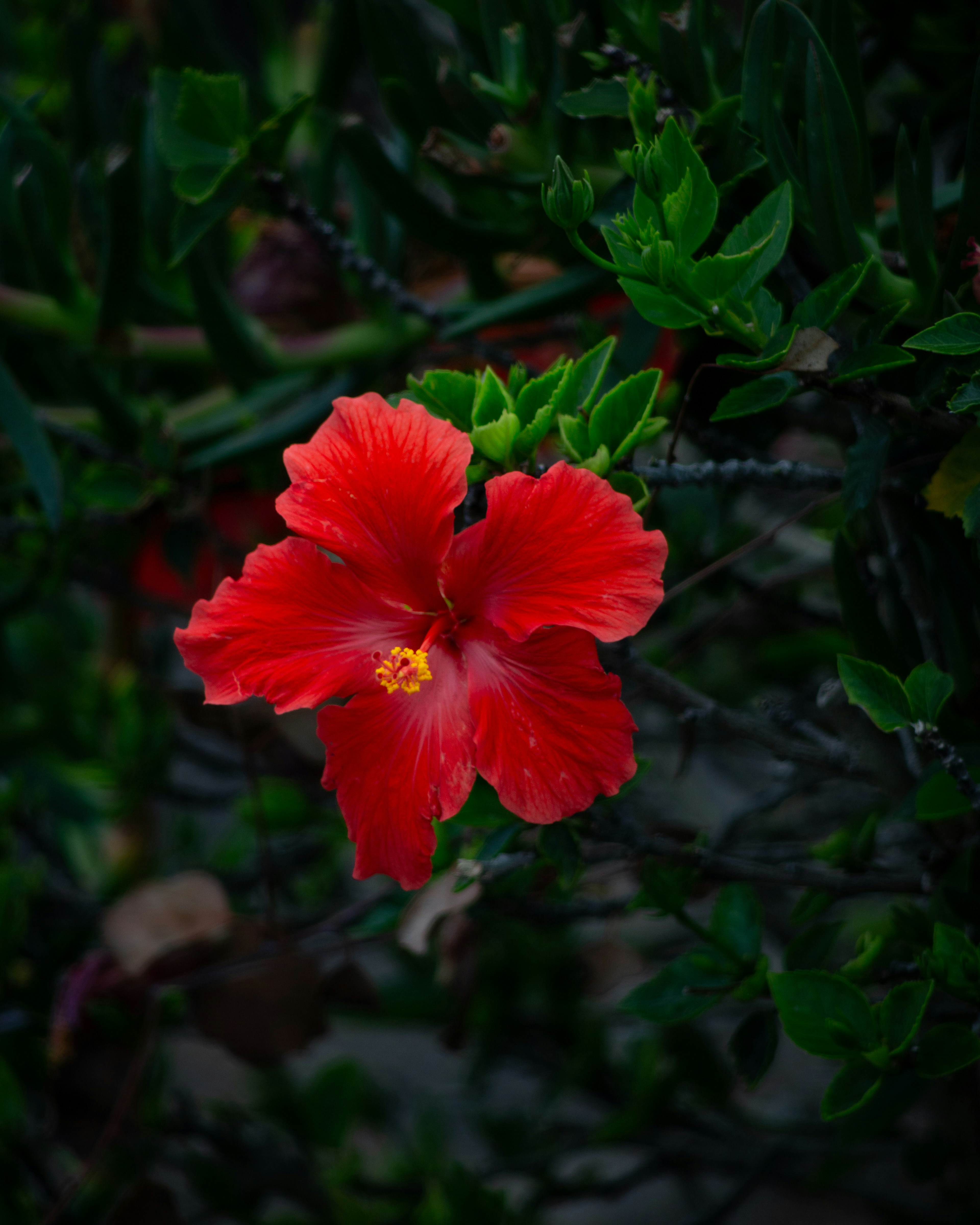 Red hibiscus flower blooming amidst dark green foliage.