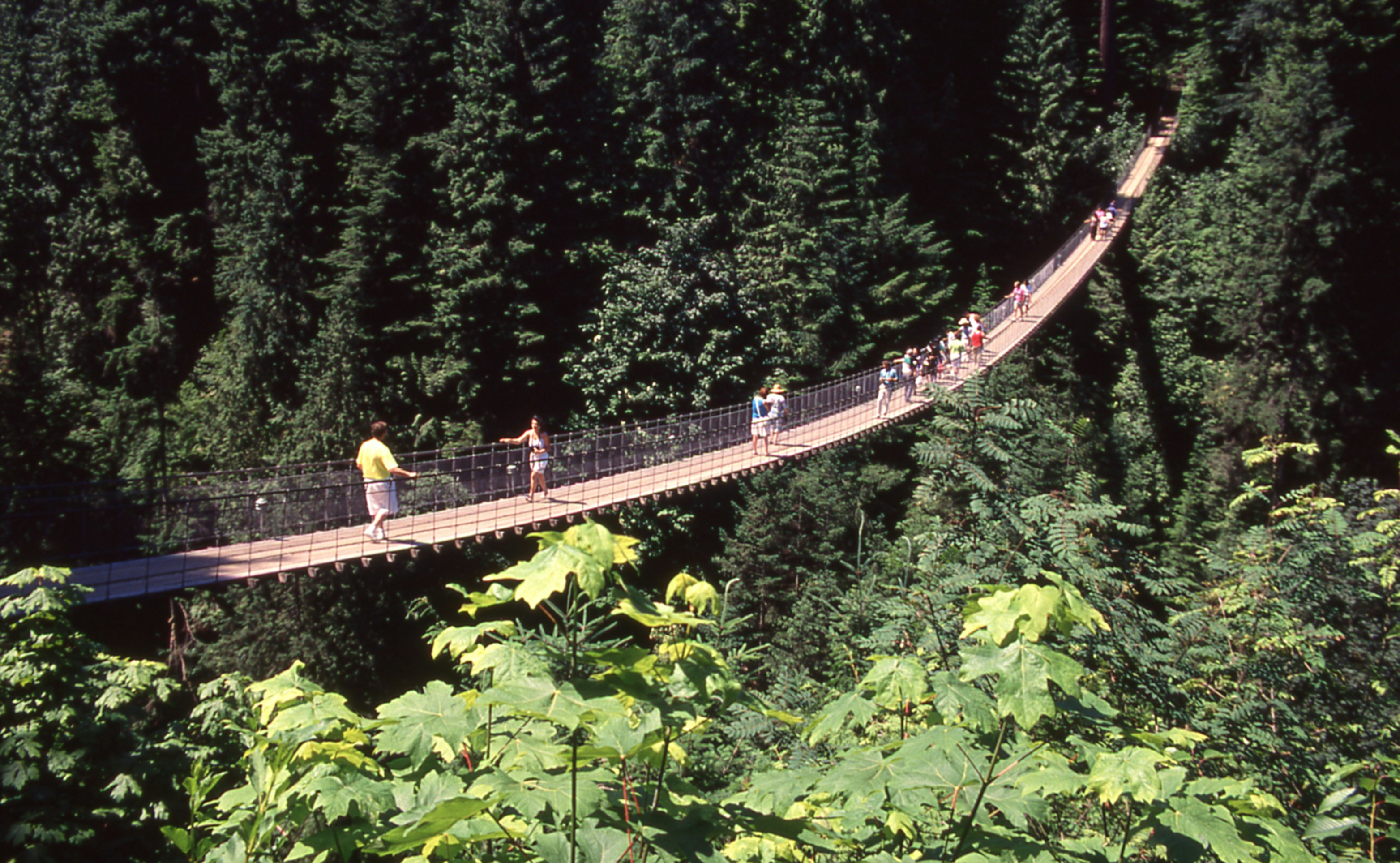 Suspension bridge with people crossing over a dense forest