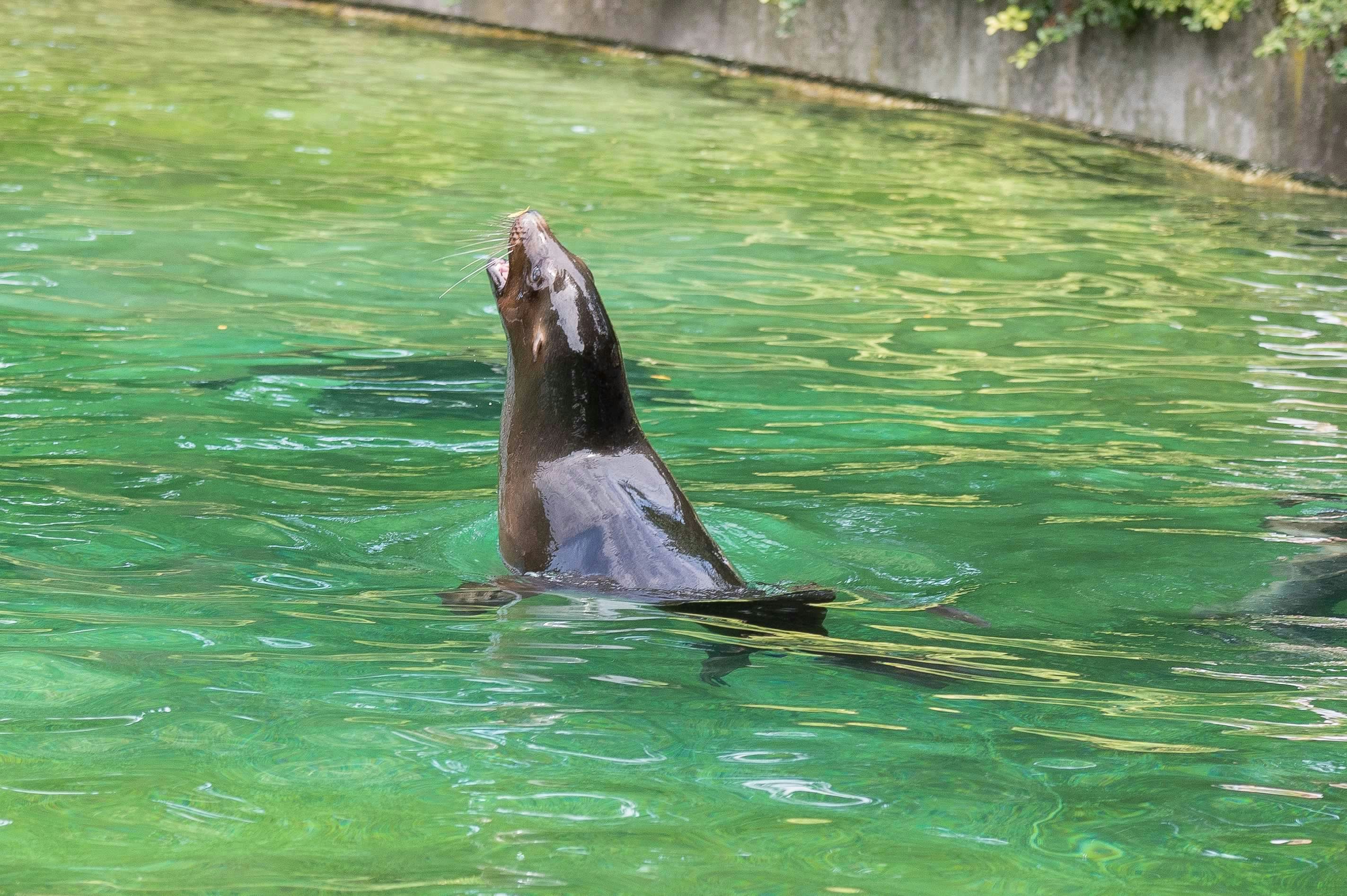A sea lion swimming in vibrant green water