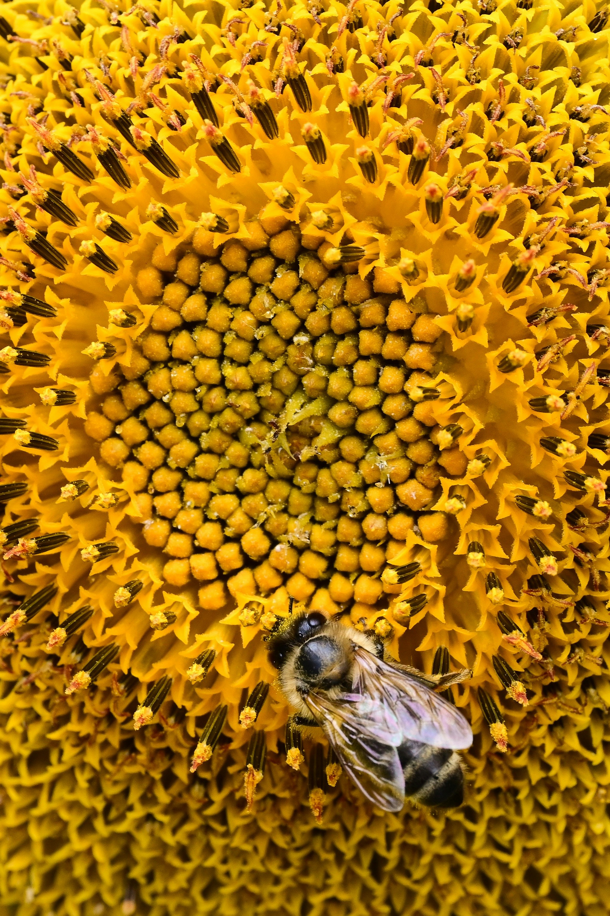 Uma abelha coleta pólen de um girassol amarelo vibrante.