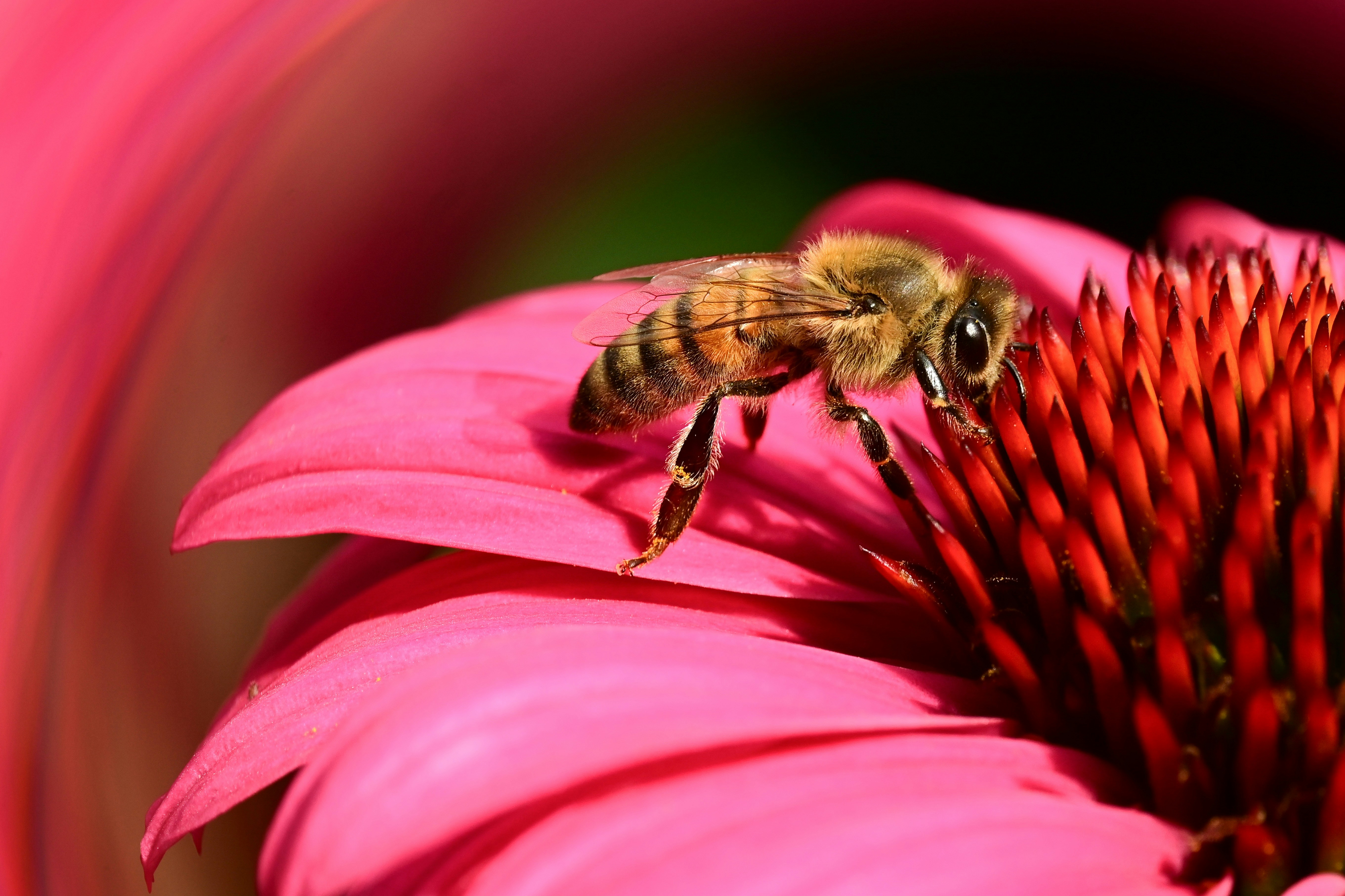 Uma abelha coleta néctar de uma vibrante equinácea rosa.