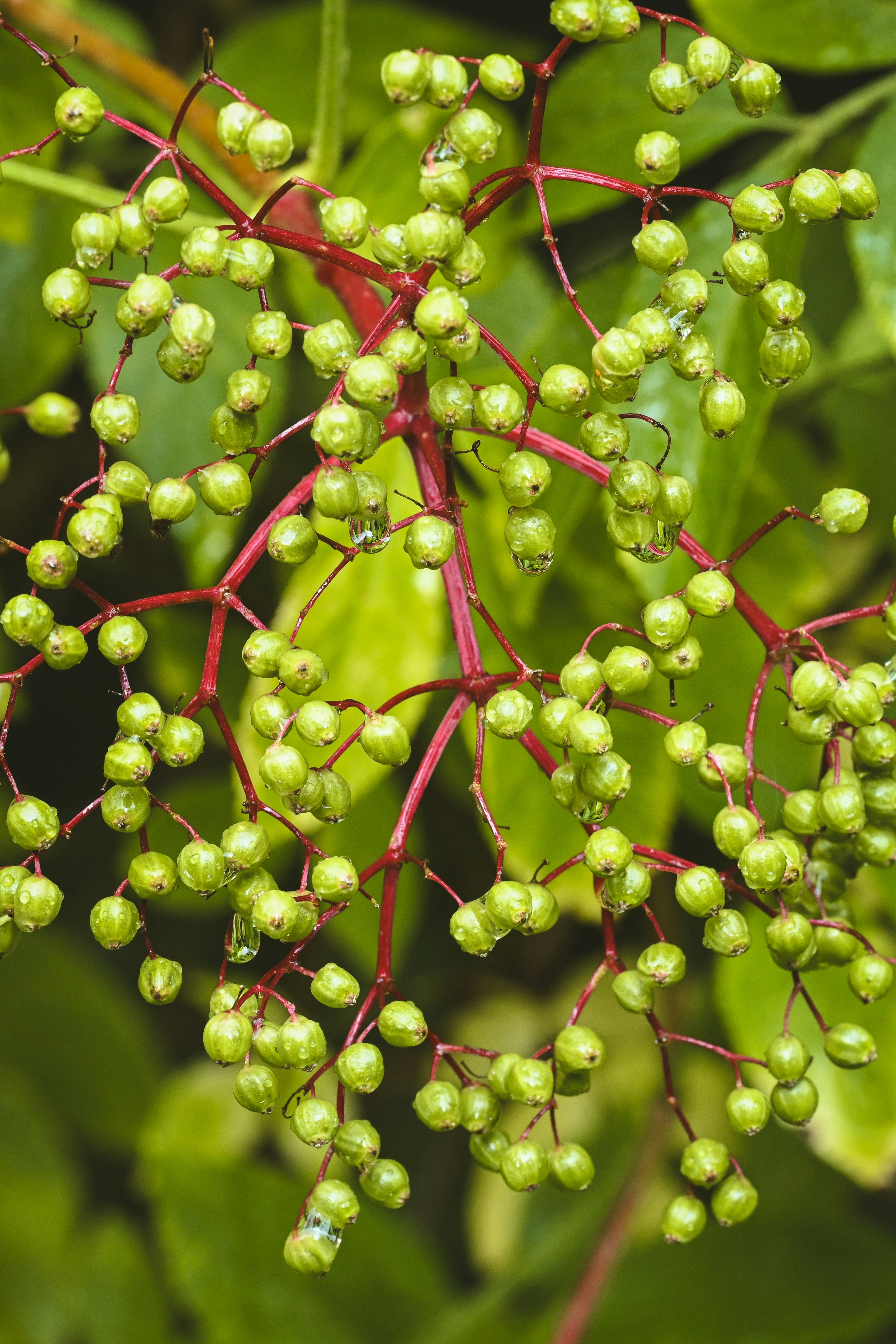 Frutas verdes com gotas de água em caules vermelhos.