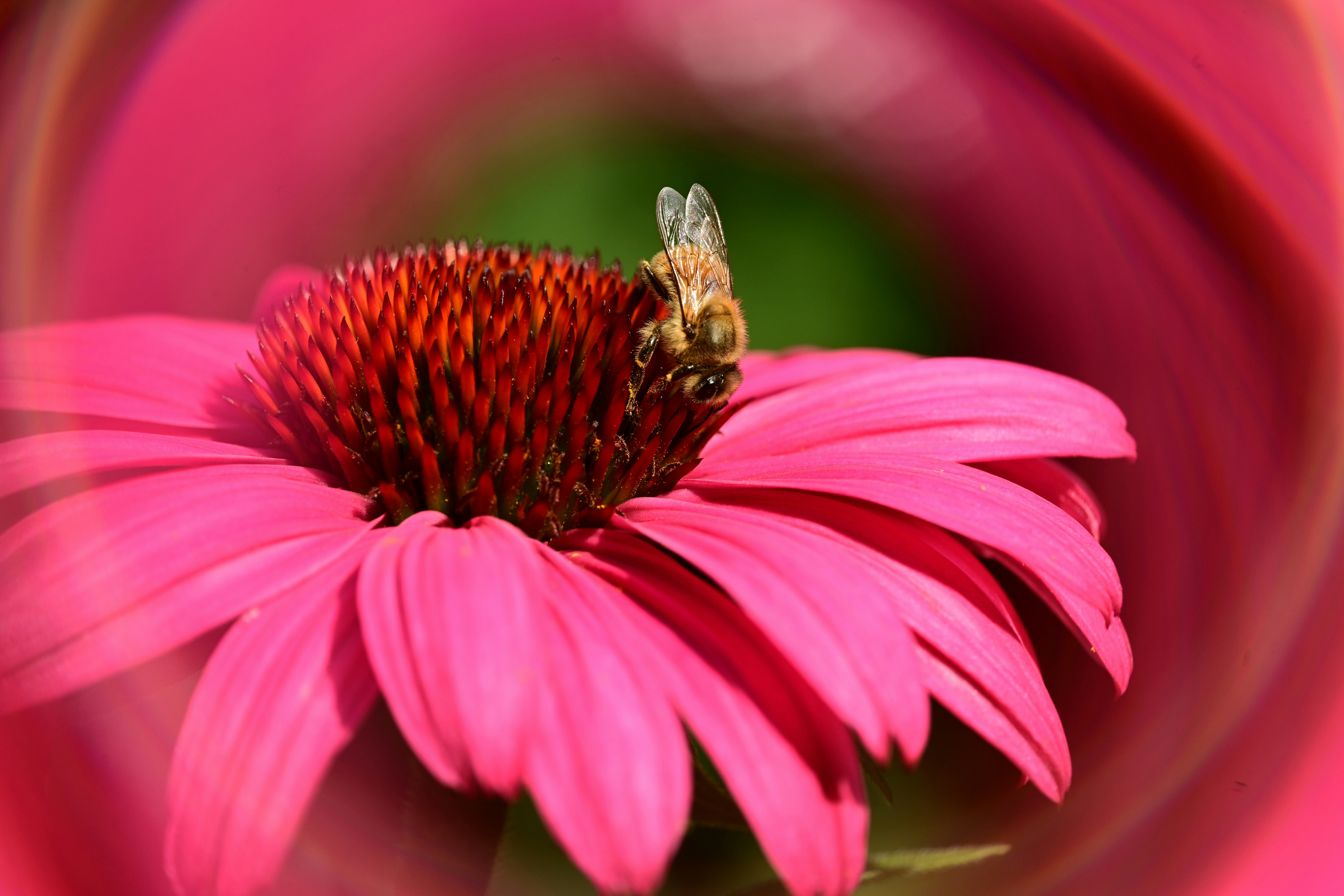 Uma abelha polinizando uma flor de equinácea rosa.