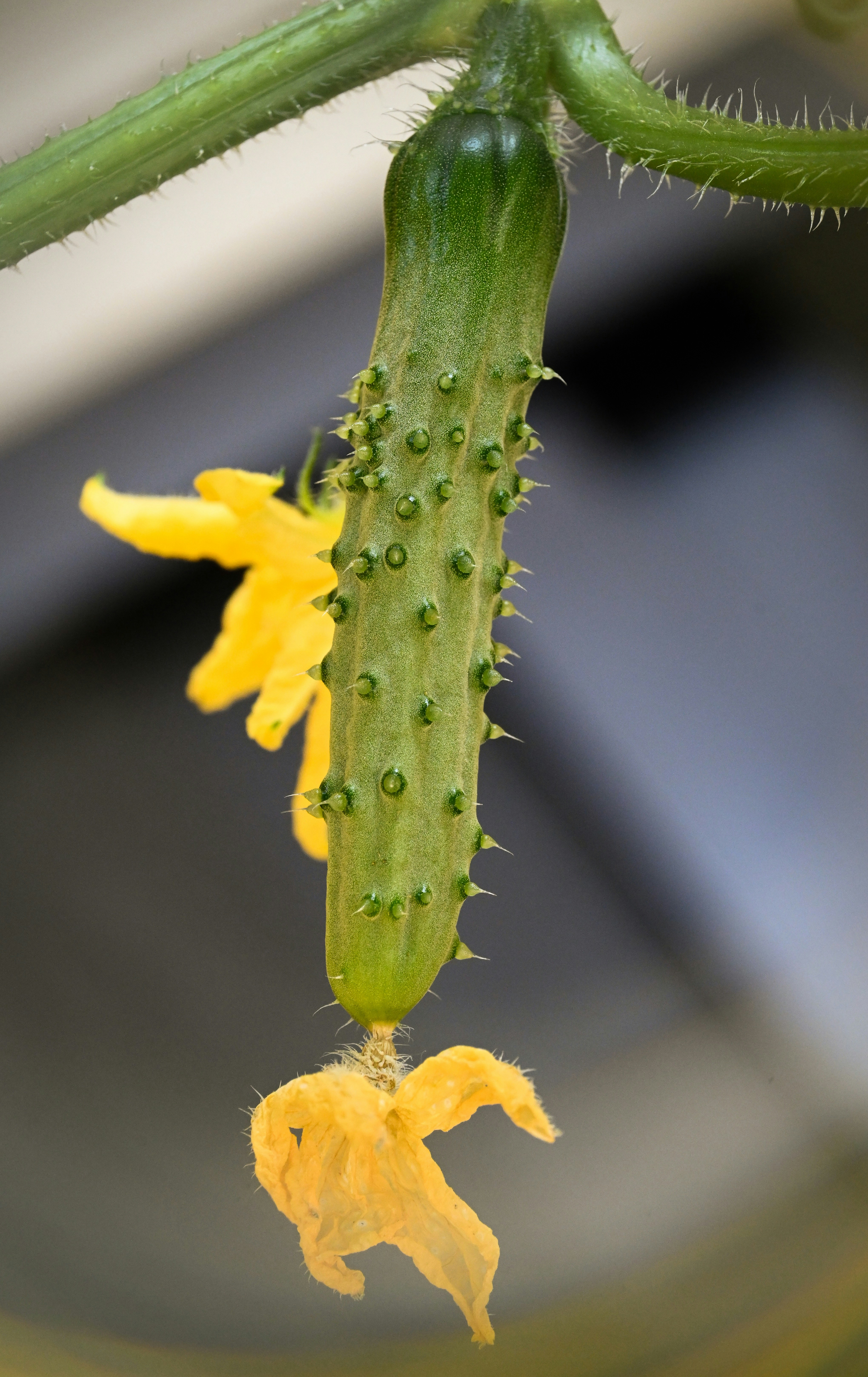 Um pepino jovem crescendo em uma videira com flores amarelas.