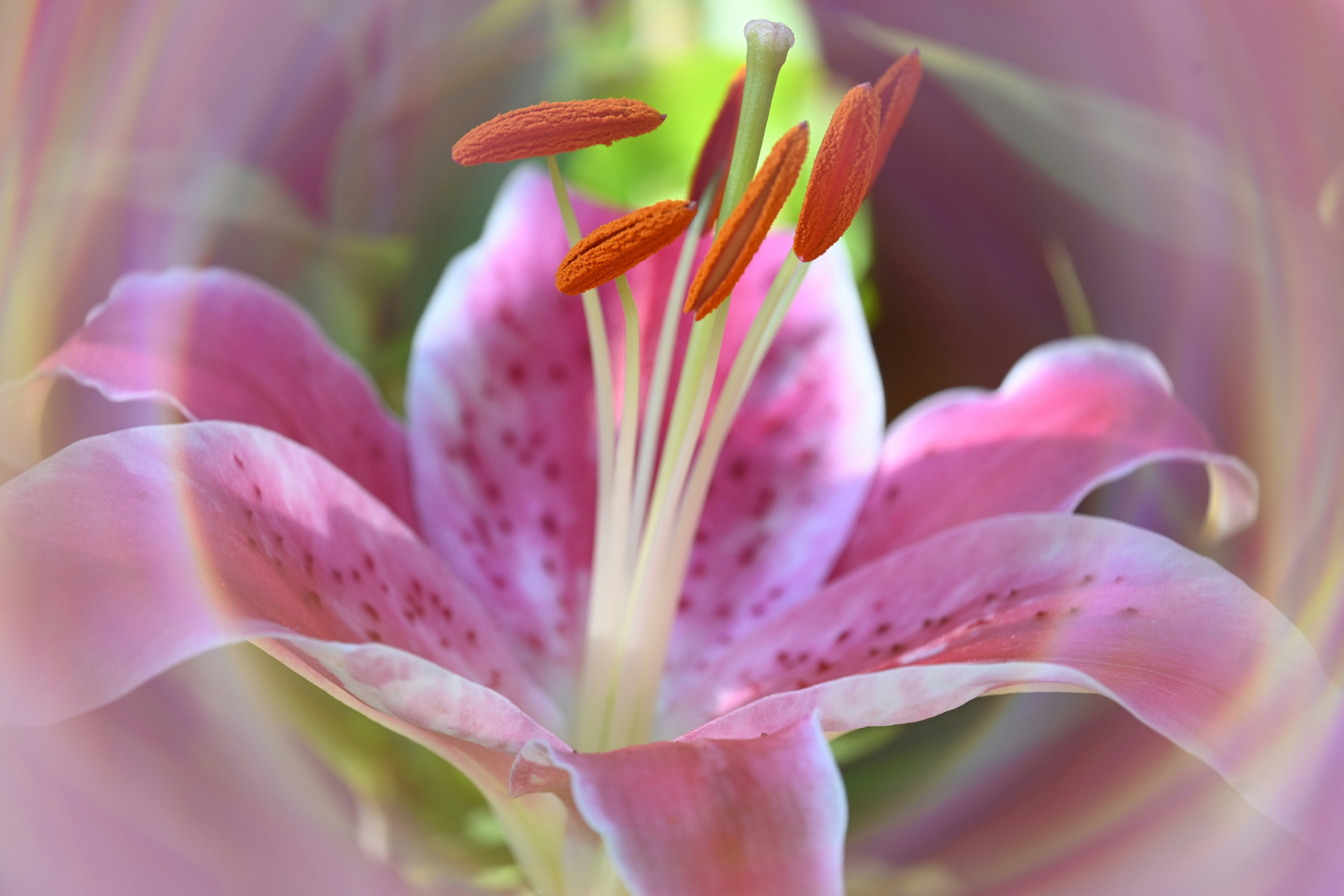 Flor de lírio rosa mostrando estames vibrantes e pétalas delicadas.