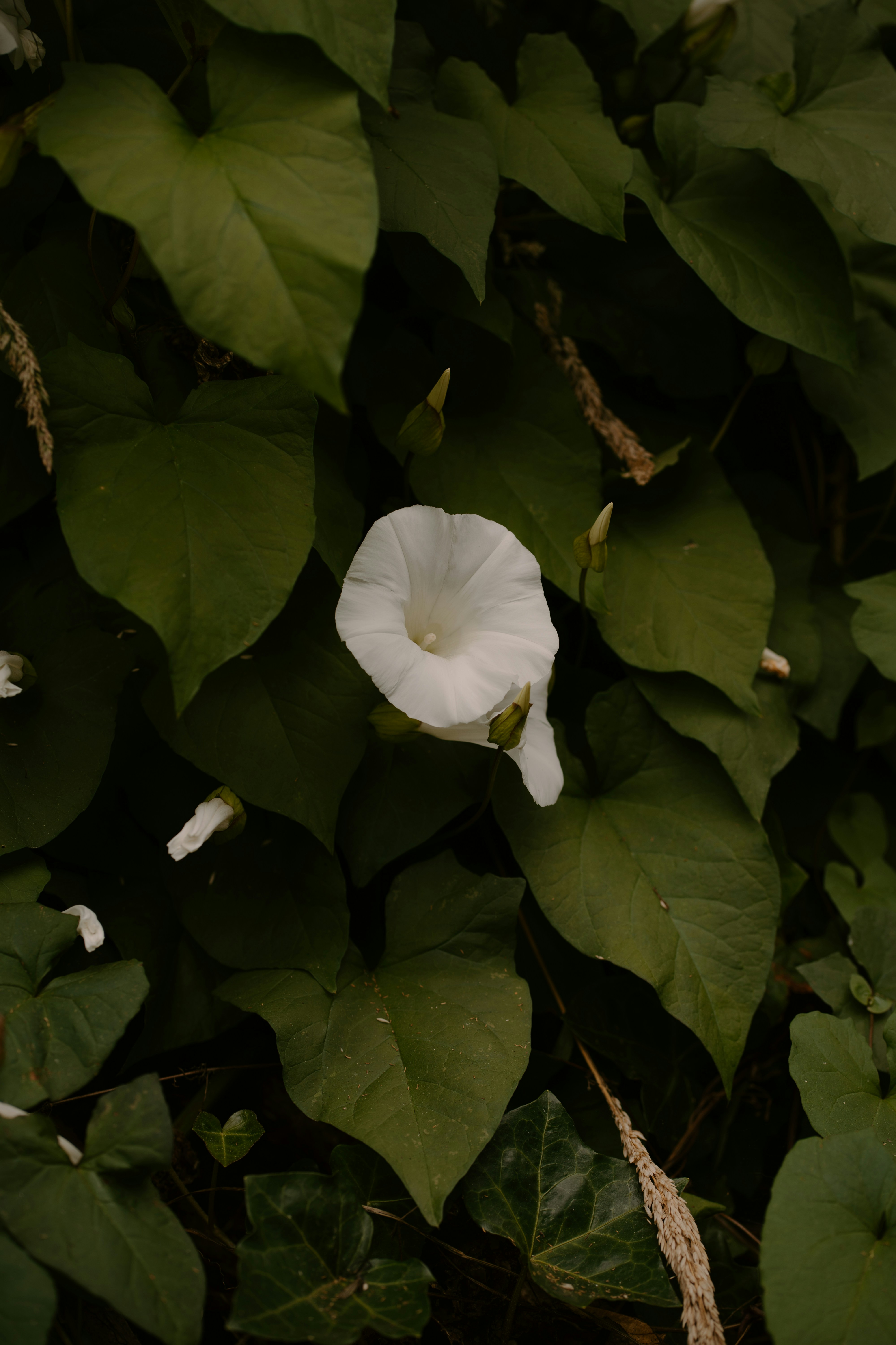 A white morning glory flower surrounded by dark green leaves