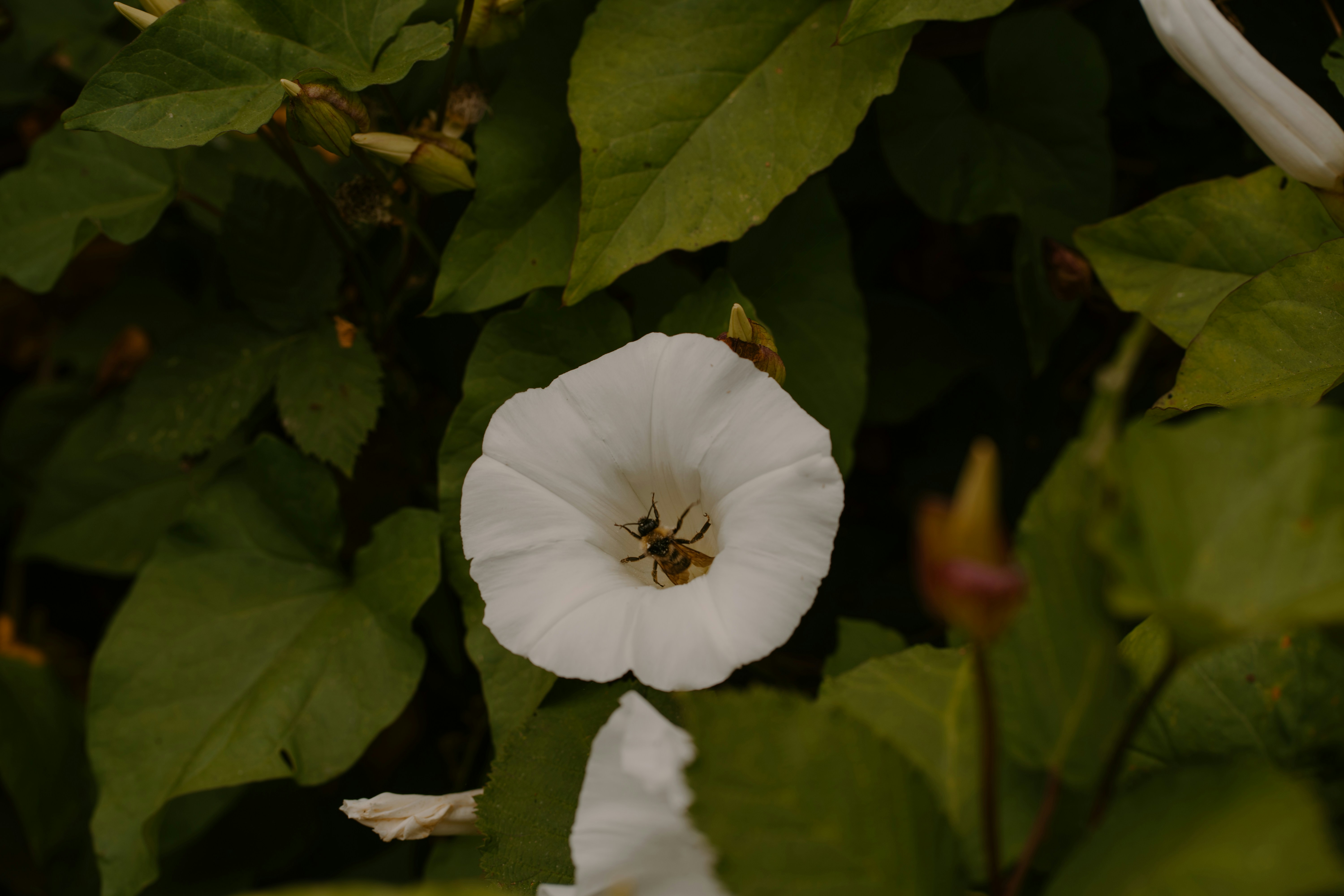 A white flower with a bee surrounded by green leaves