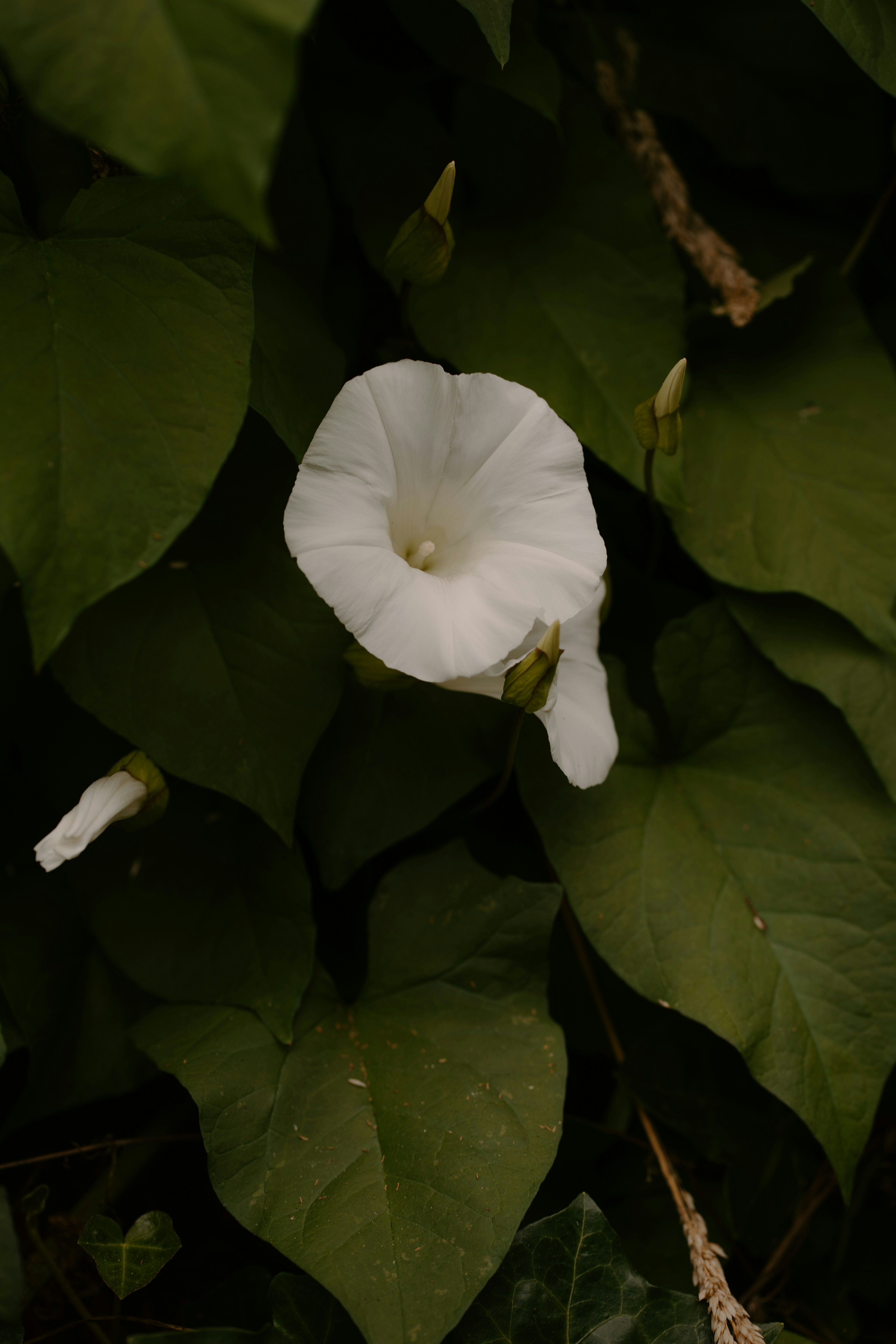 A white flower blooming amidst dark green leaves