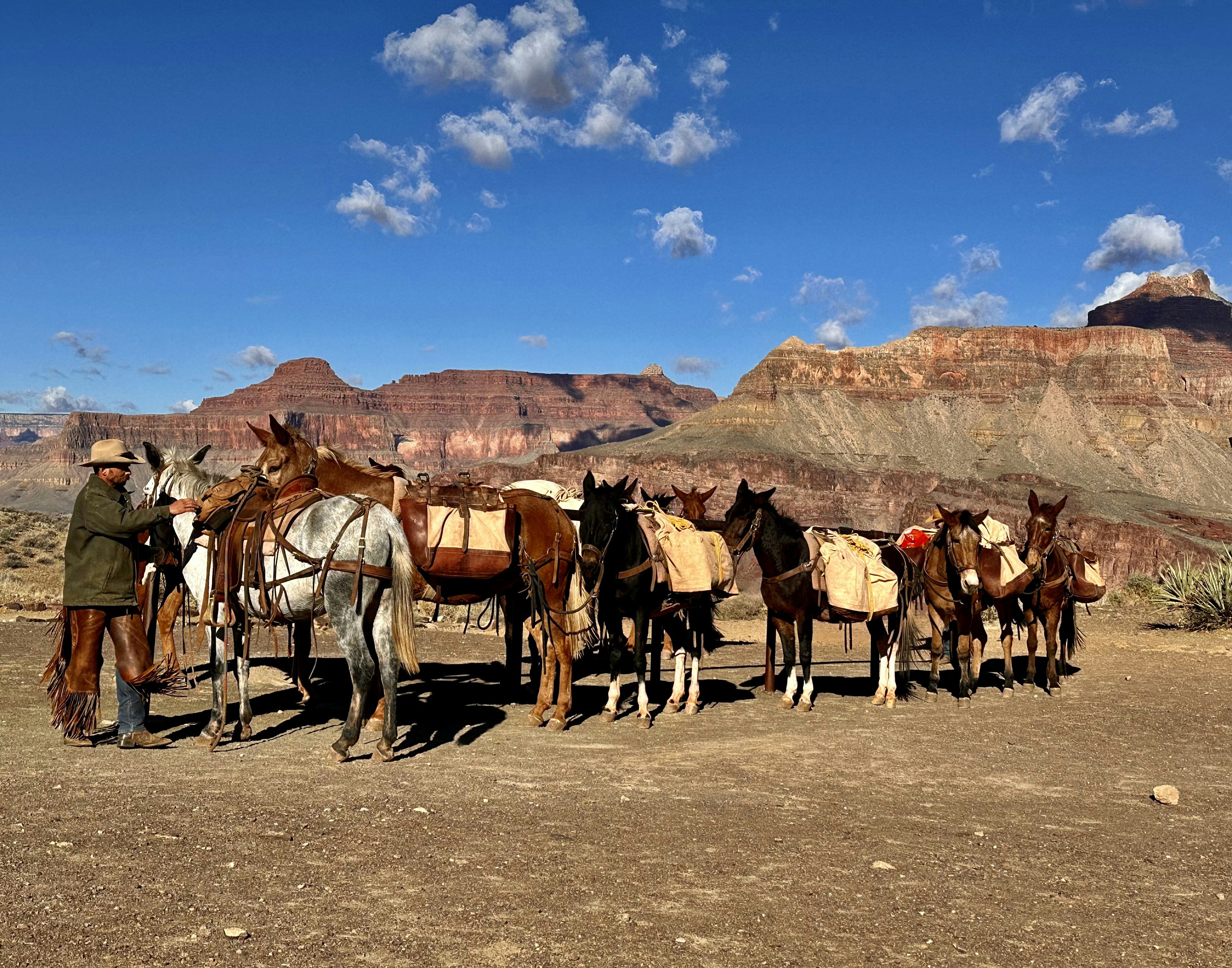 Wrangler with a line of mules in a desert canyon.
