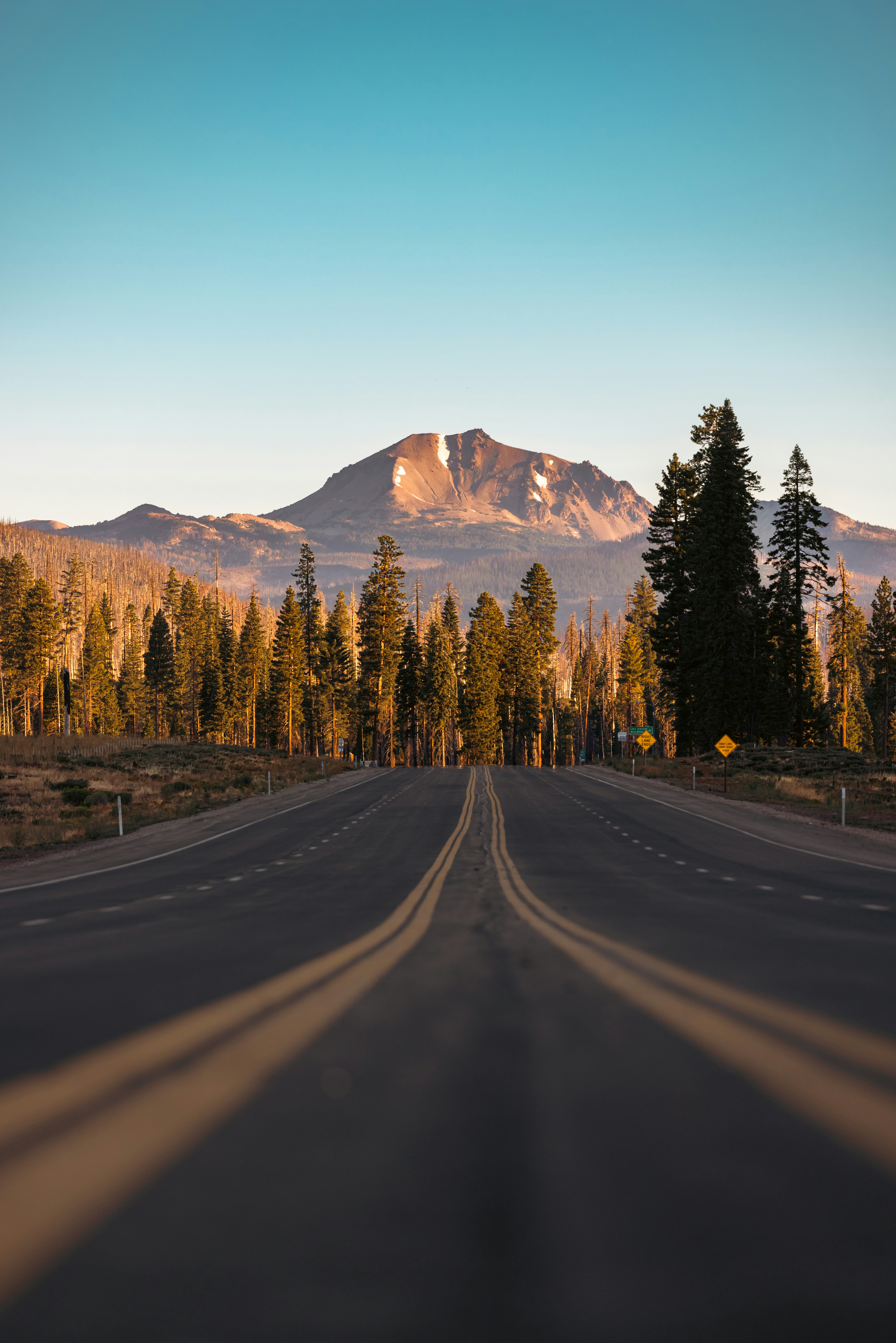Scenic road leading to a snow-capped mountain and pine trees.