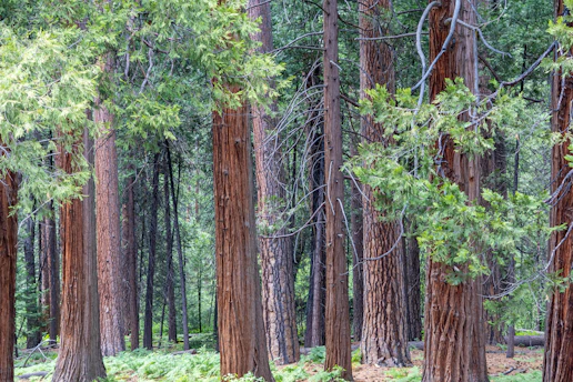 Tall trees with reddish bark in a dense forest