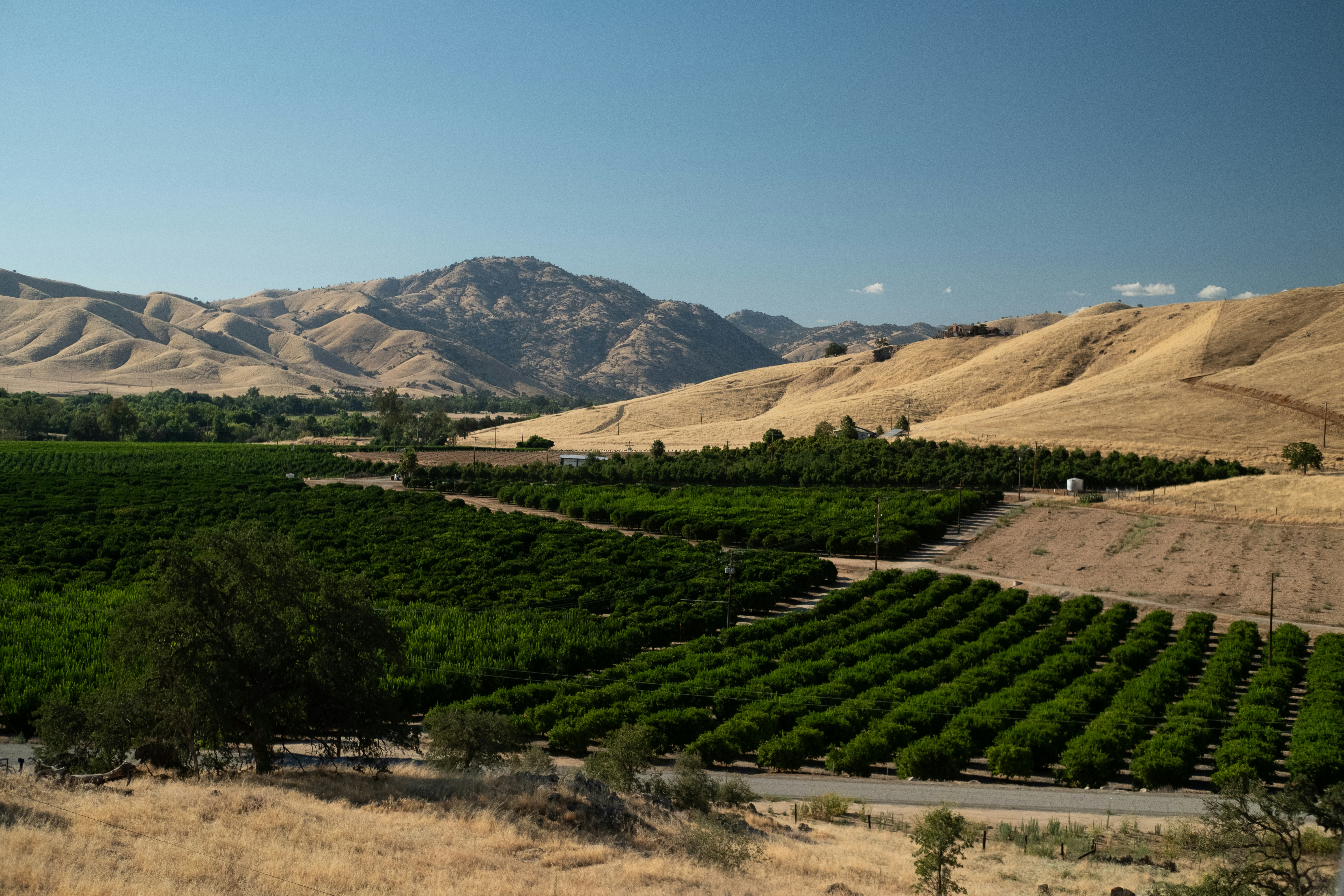 Green orchards nestled between golden hills under a clear sky