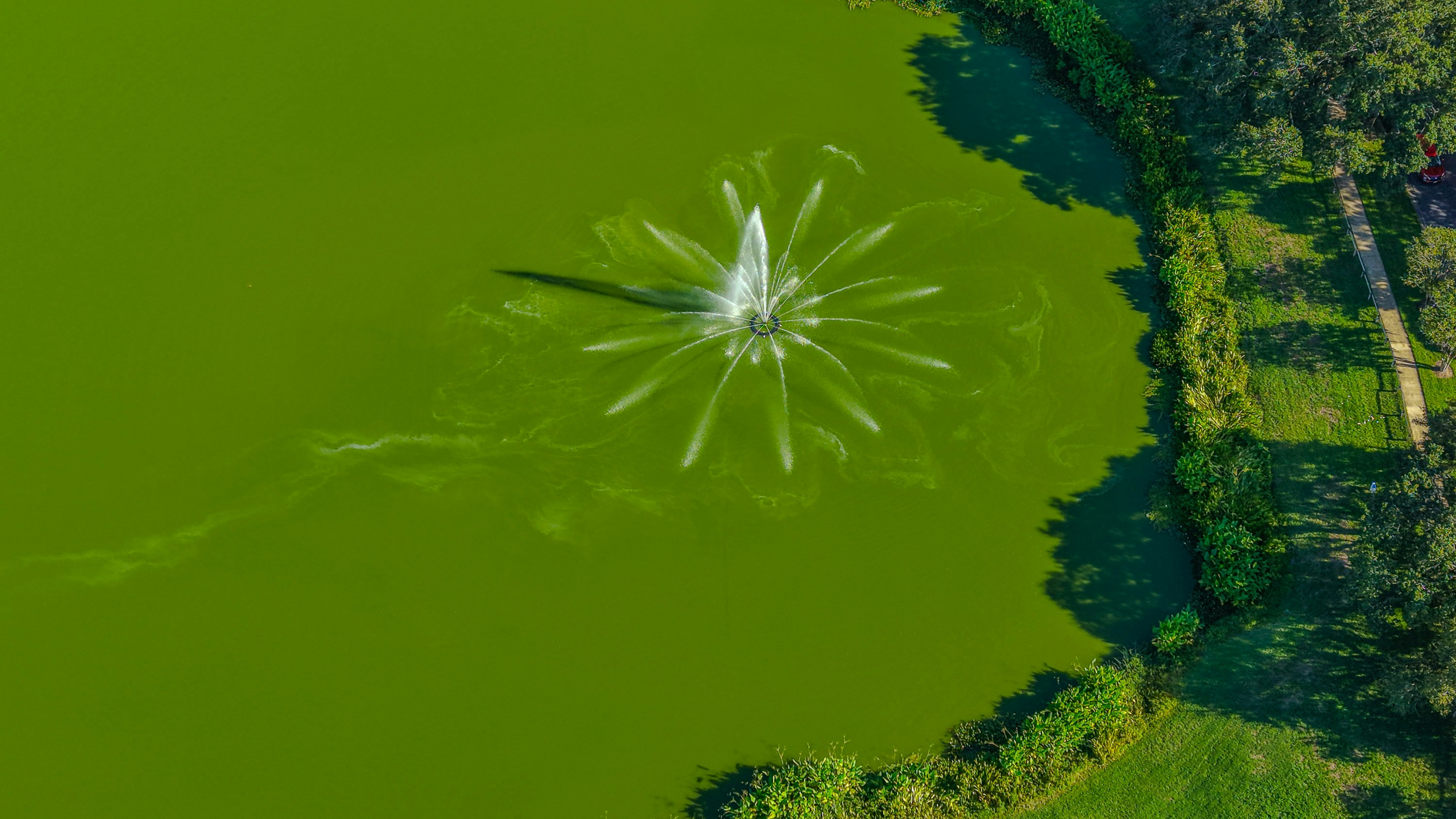 Fountain in a vibrant green pond, seen from above