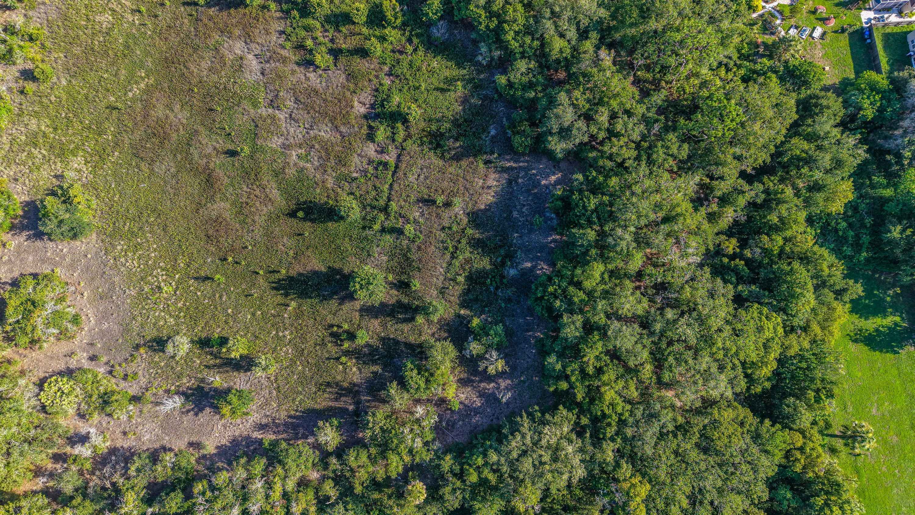 Aerial view of a mixed forest and open land