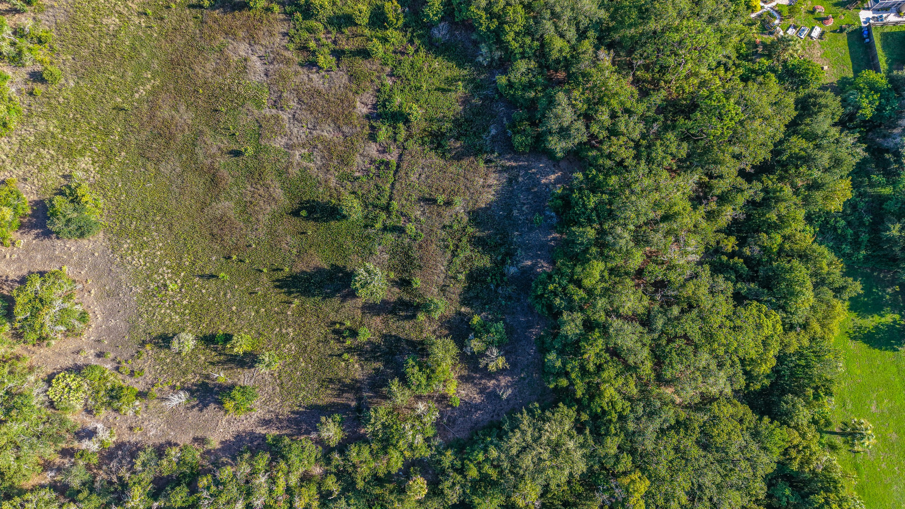 Lush green forest and marshy clearings from above
