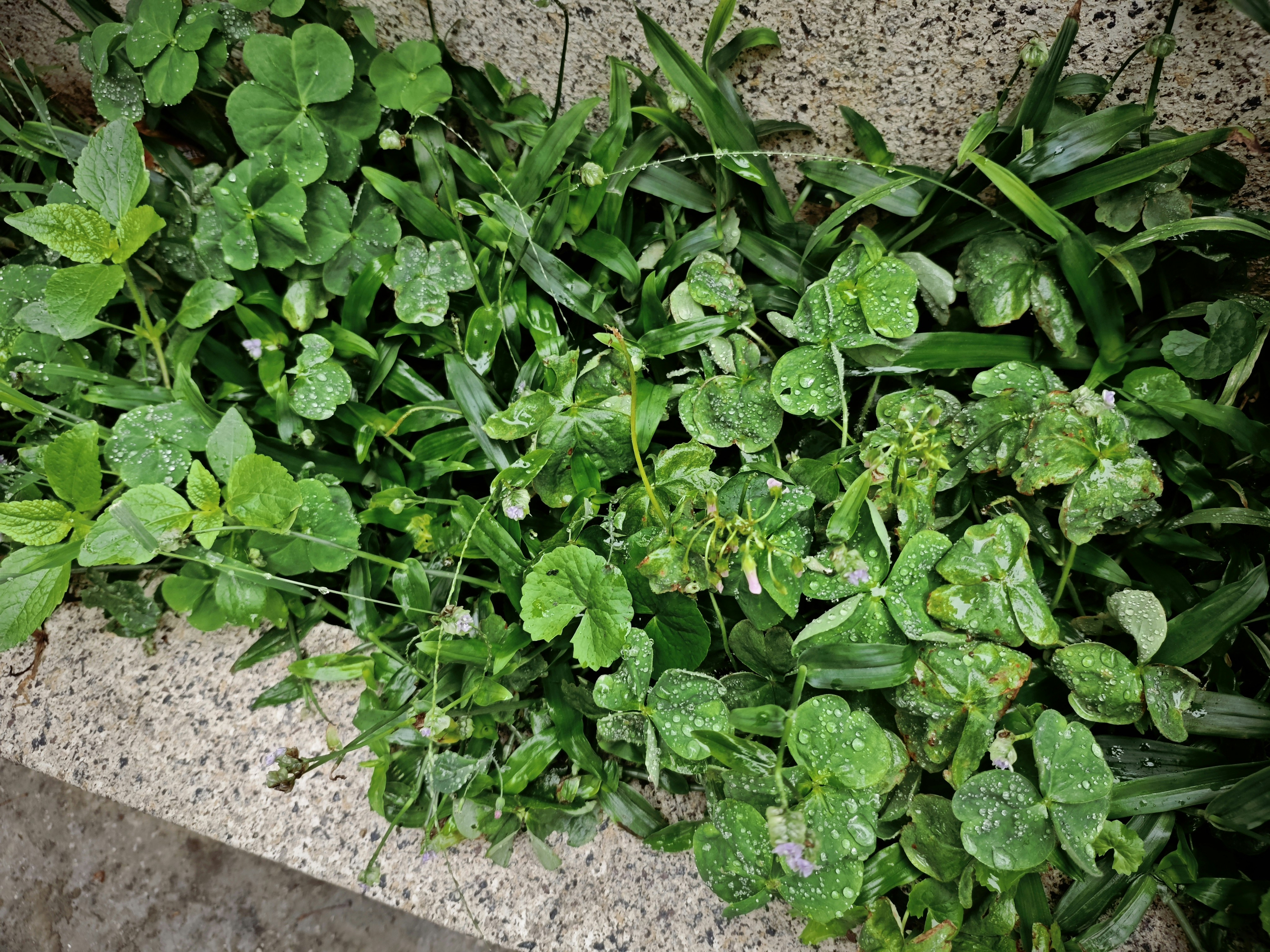 Green clover and grass growing along a concrete edge
