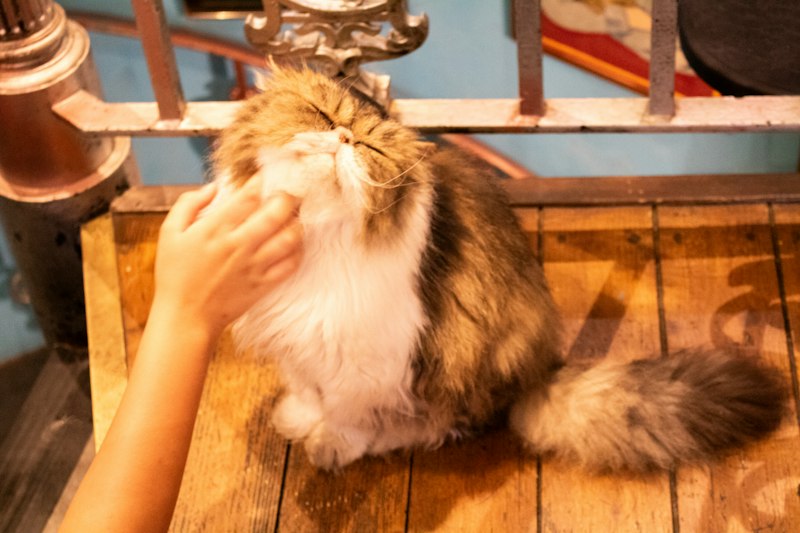 Vé Vào Cửa 1 Giờ + Đồ Uống