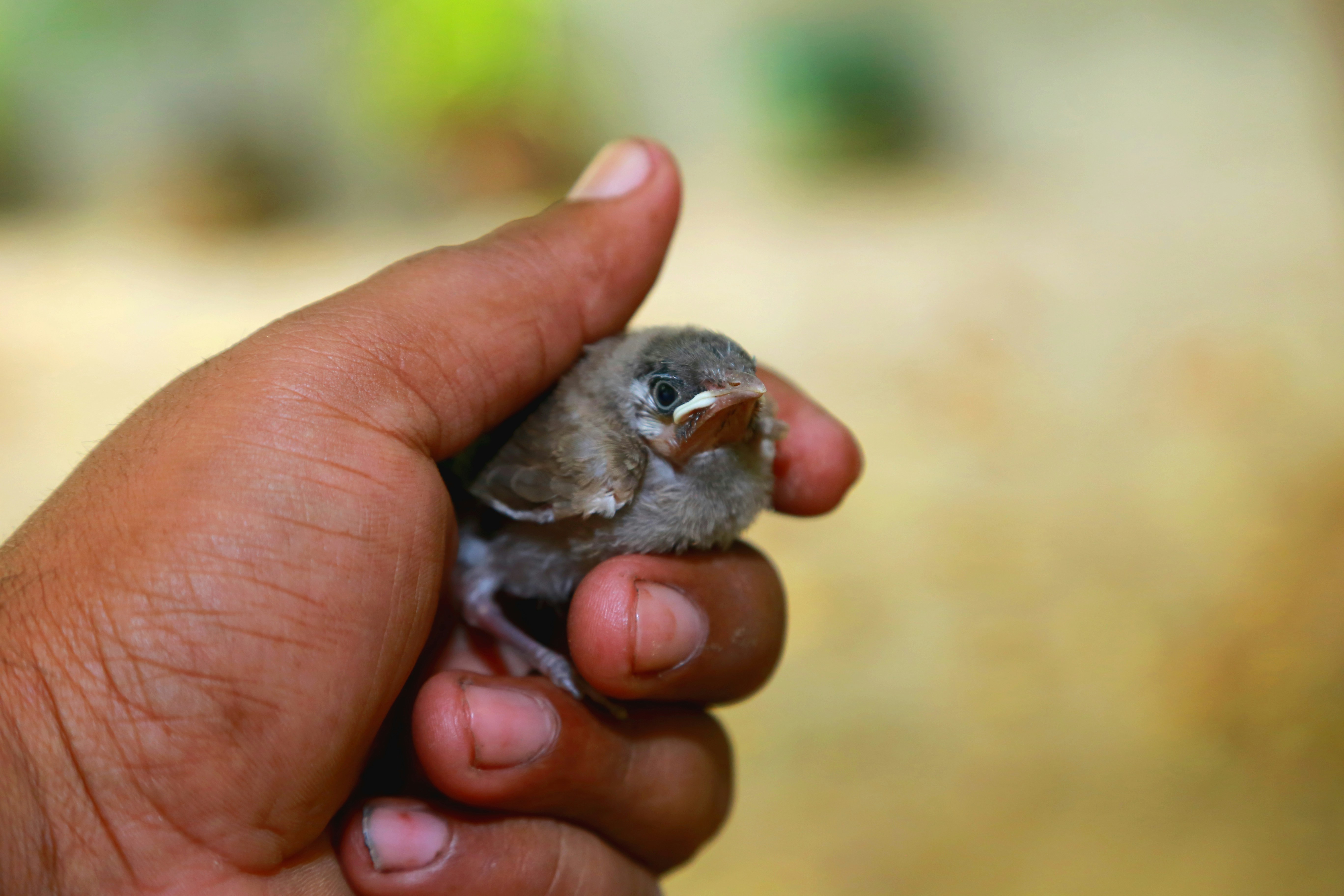 A small bird held gently in a human hand.