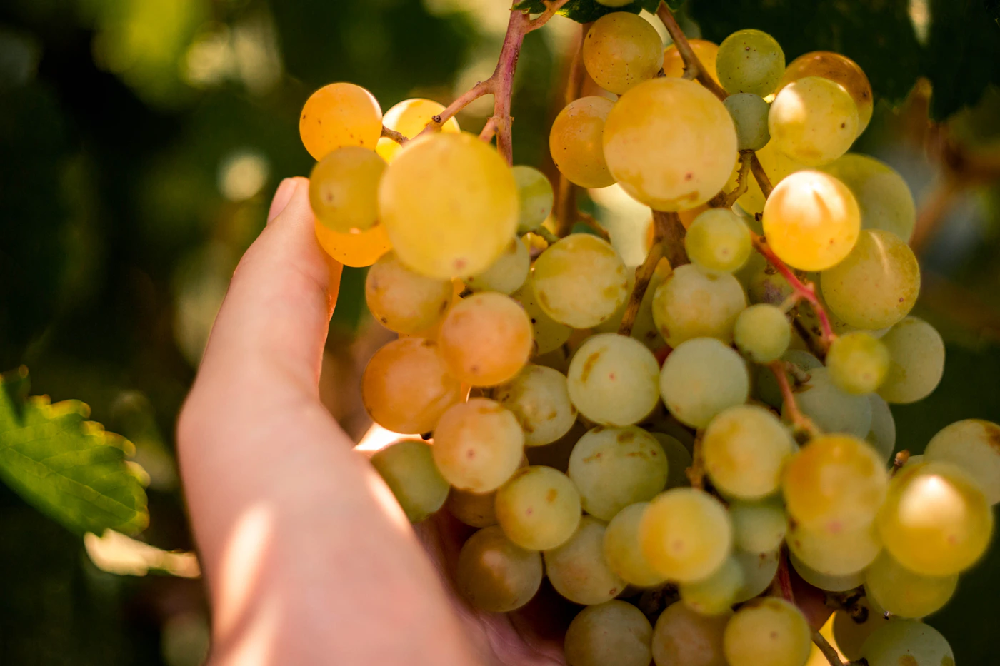 A ripe bunch of green table grapes being inspected on the vine
